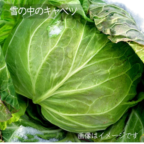 10月の朝採り直売野菜 ： キャベツ　1個　新鮮な秋野菜　10月31日発送予定
