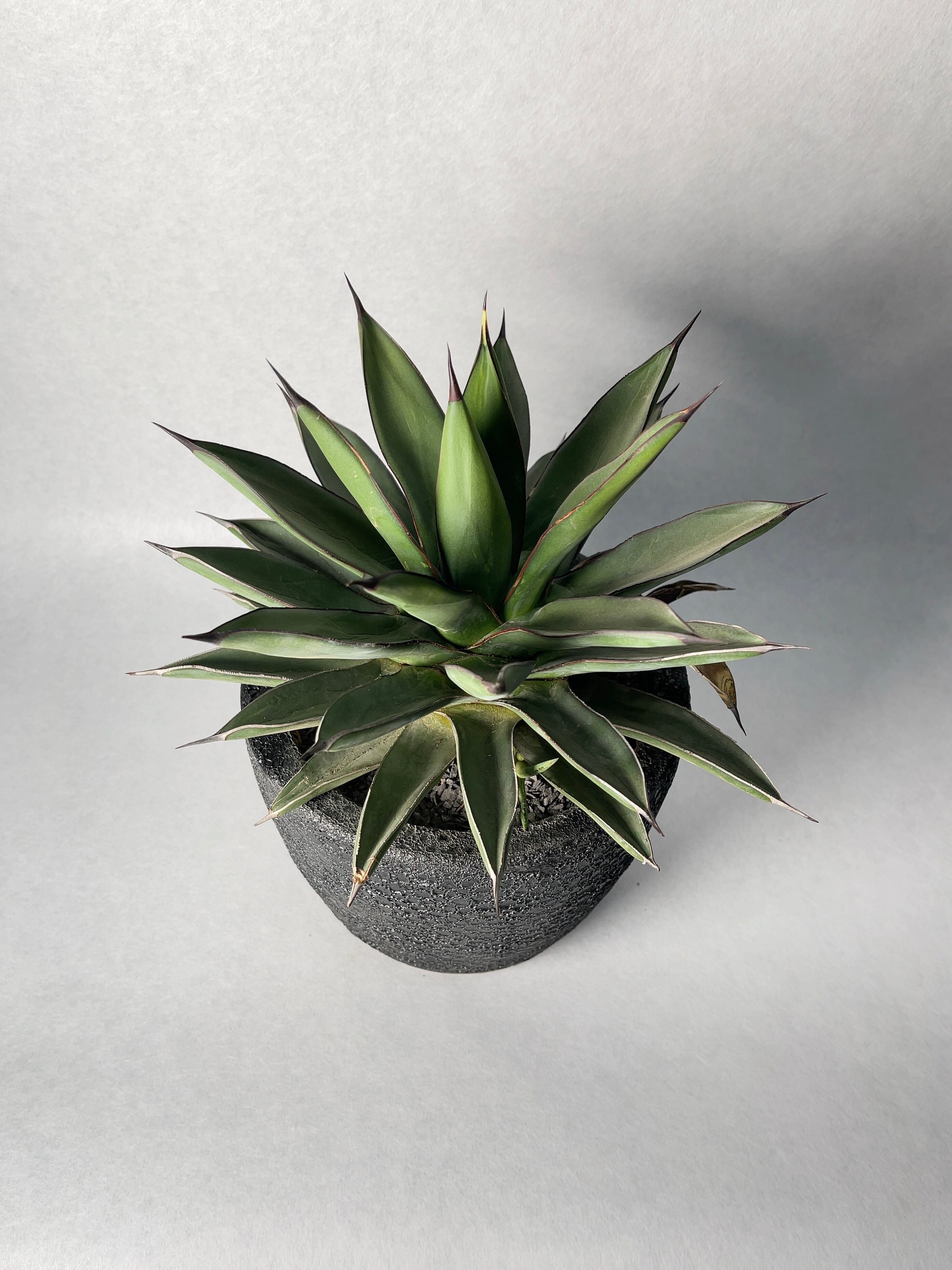 アガベ 観葉植物 ロイヤルスピン　ハイブリッド アガベ・ロイヤルスピン | trigger