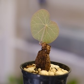 Stephania kaweesakii / ステファニア カウィーサキー㊸/ 観葉植物