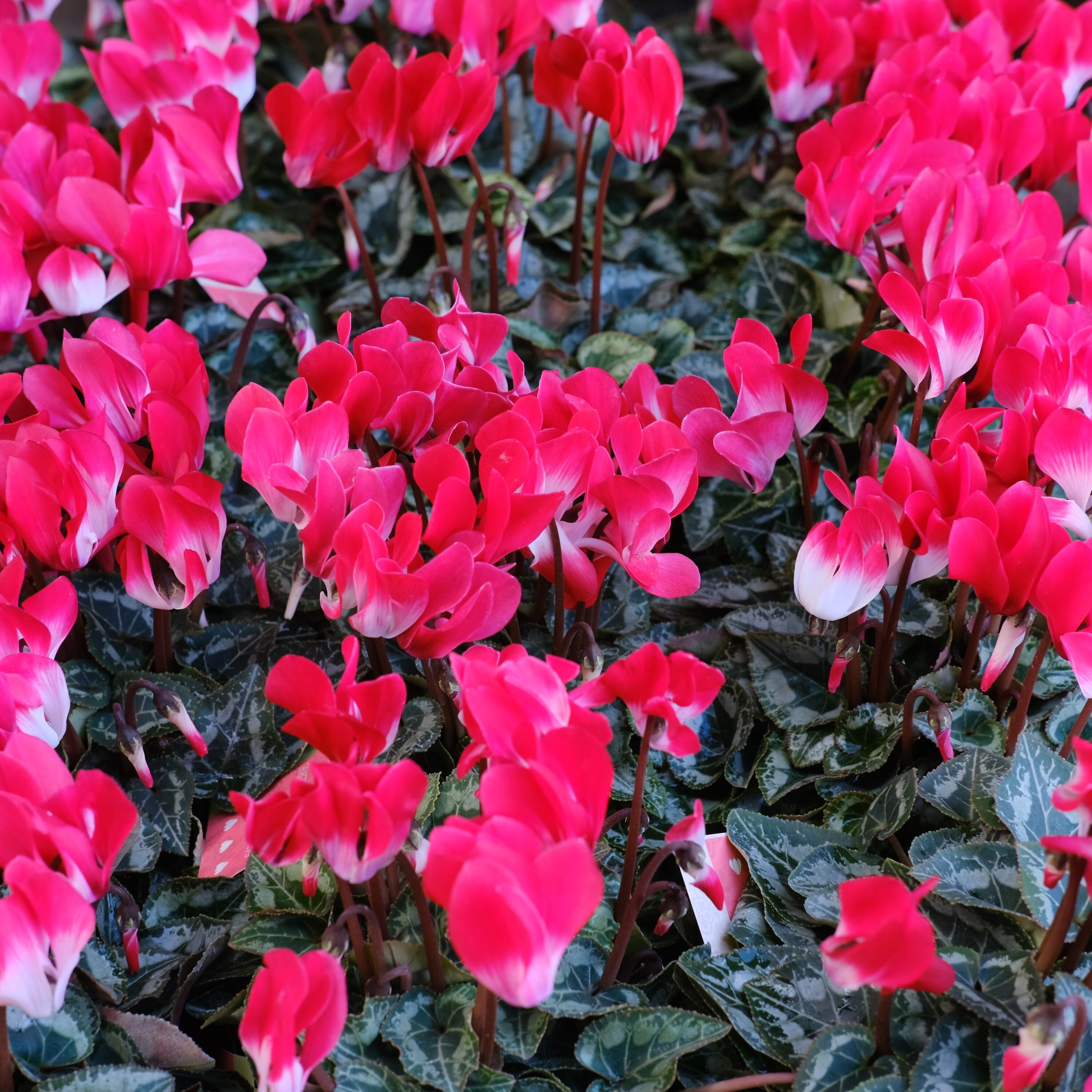 pedla ジレMサイズ ピンクレッド レッドチェリー 4号｜オリジナル商品｜株式会社ジェフダ（JFDA）