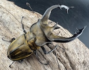 【WD】《フルキフェルミヤマ 75.5mm ペア》