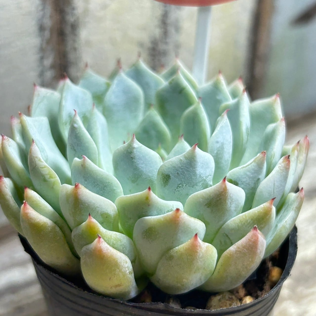 ホワイトザラゴーサ | RuPo 多肉植物専門店