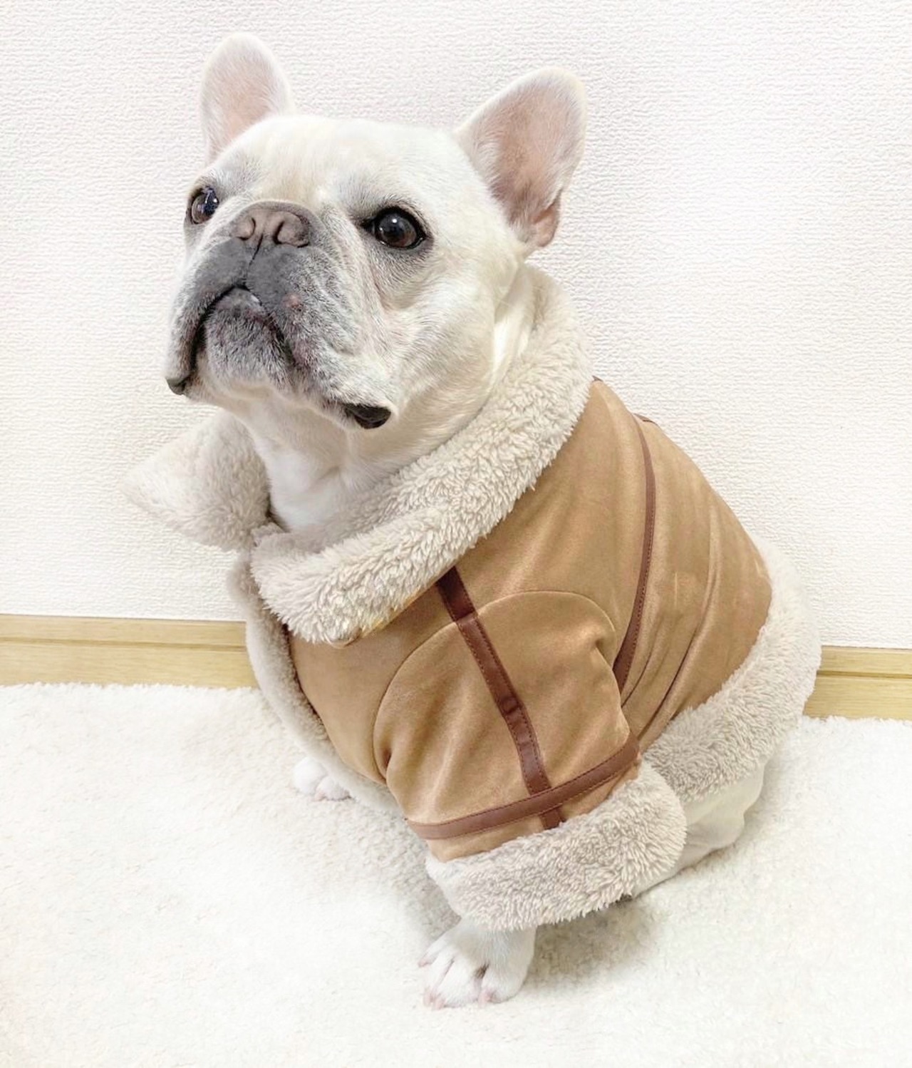 犬服ハンドメイド・バルーンワンピ（襟・袖付き） 若き