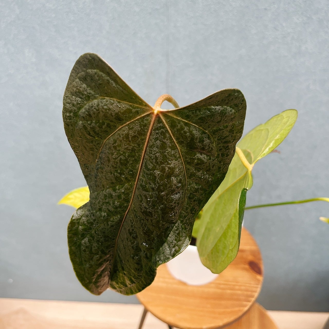 現品］【希少】20番 アンスリウム クイーンオブハート 4号 観葉植物