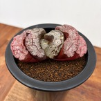 Haworthia 玉扇　【塚原写楽】