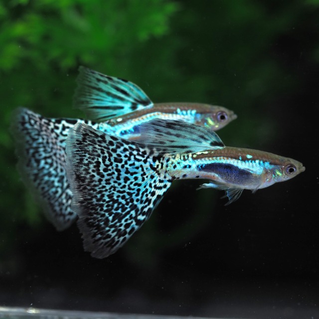 ブルーグラス(RREA系)　1ペア