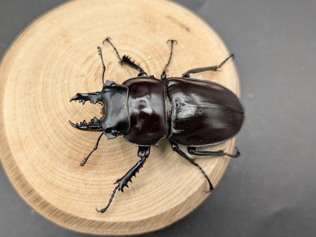 ヤエヤママルバネ　♂53ｍｍ♀45ｍｍ