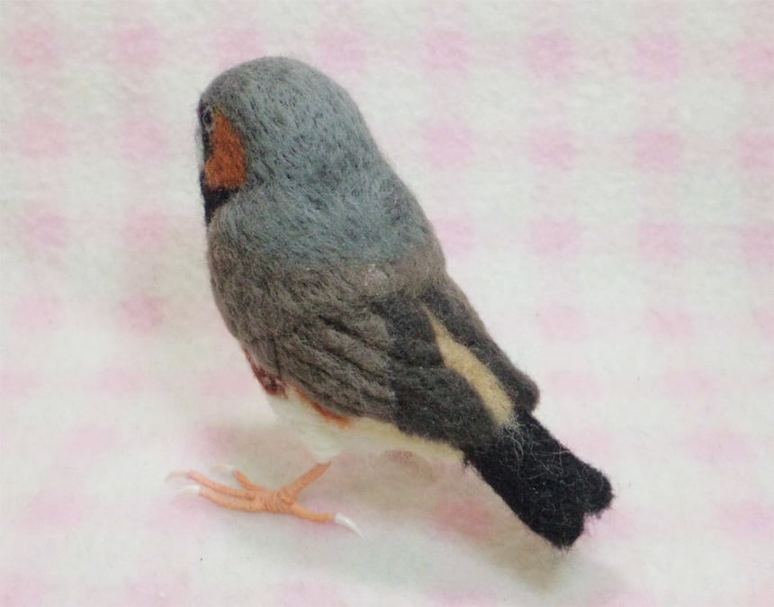 受注作成品】 キンカチョウ（錦花鳥、錦華鳥 ）Zebra finch ライフ