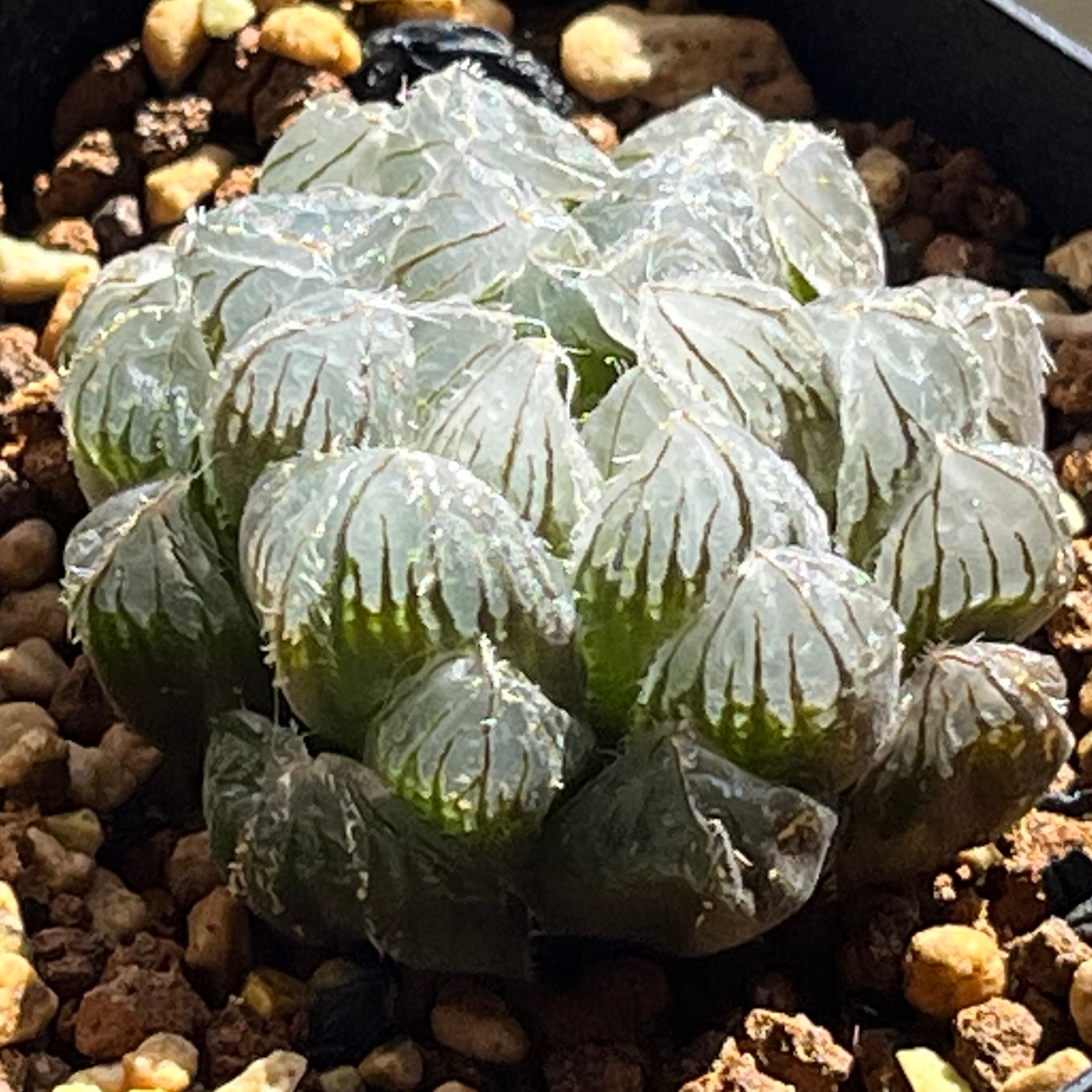 オブツーサ系 | mocono_plants