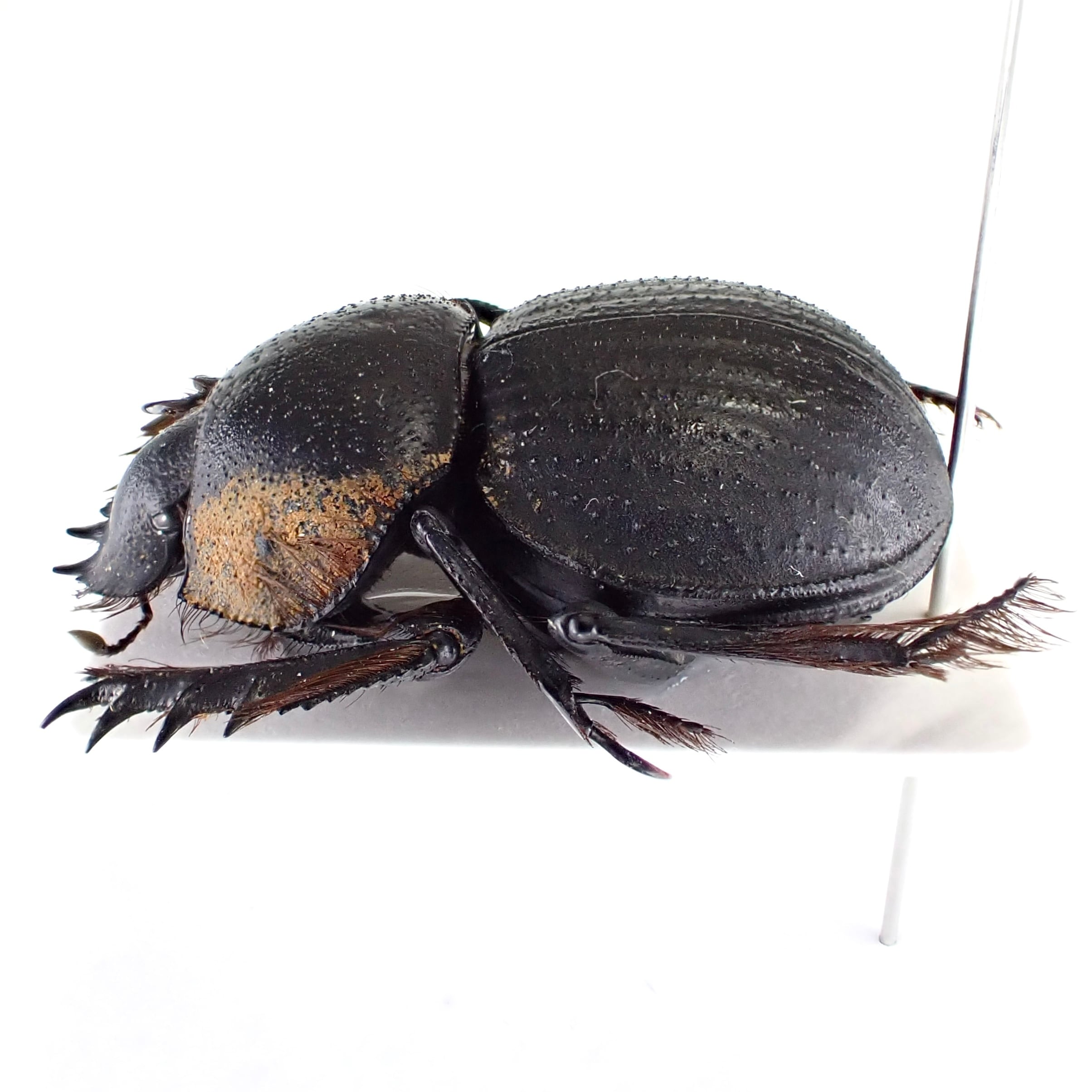 南アフリカ産 Pachysoma gariepinus 1ex 24mm | 昆虫標本