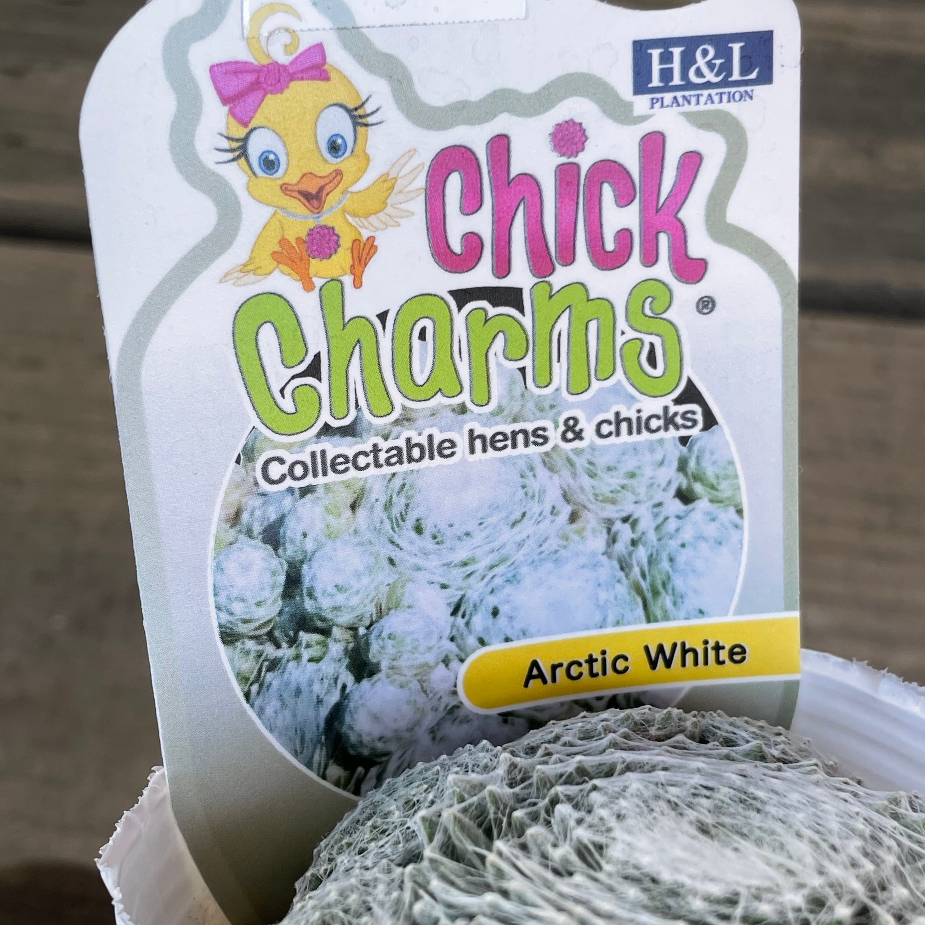 Arctic White センペル | RuPo 多肉植物専門店