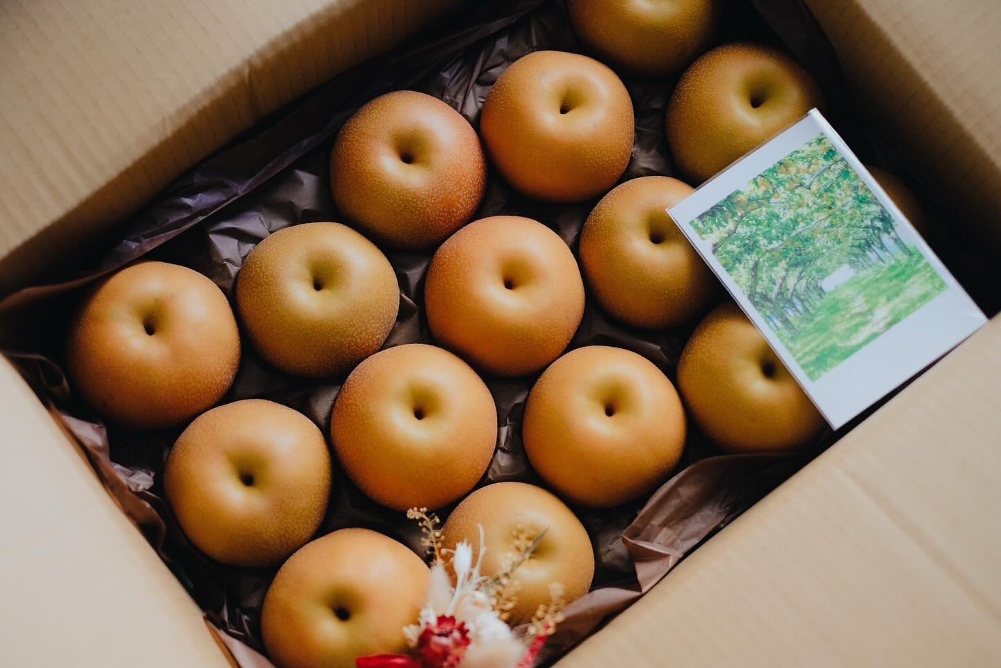 SUN南水 4.8〜5kg 信州産 南水梨 【贈答用】ミニドライフラワー付き 10