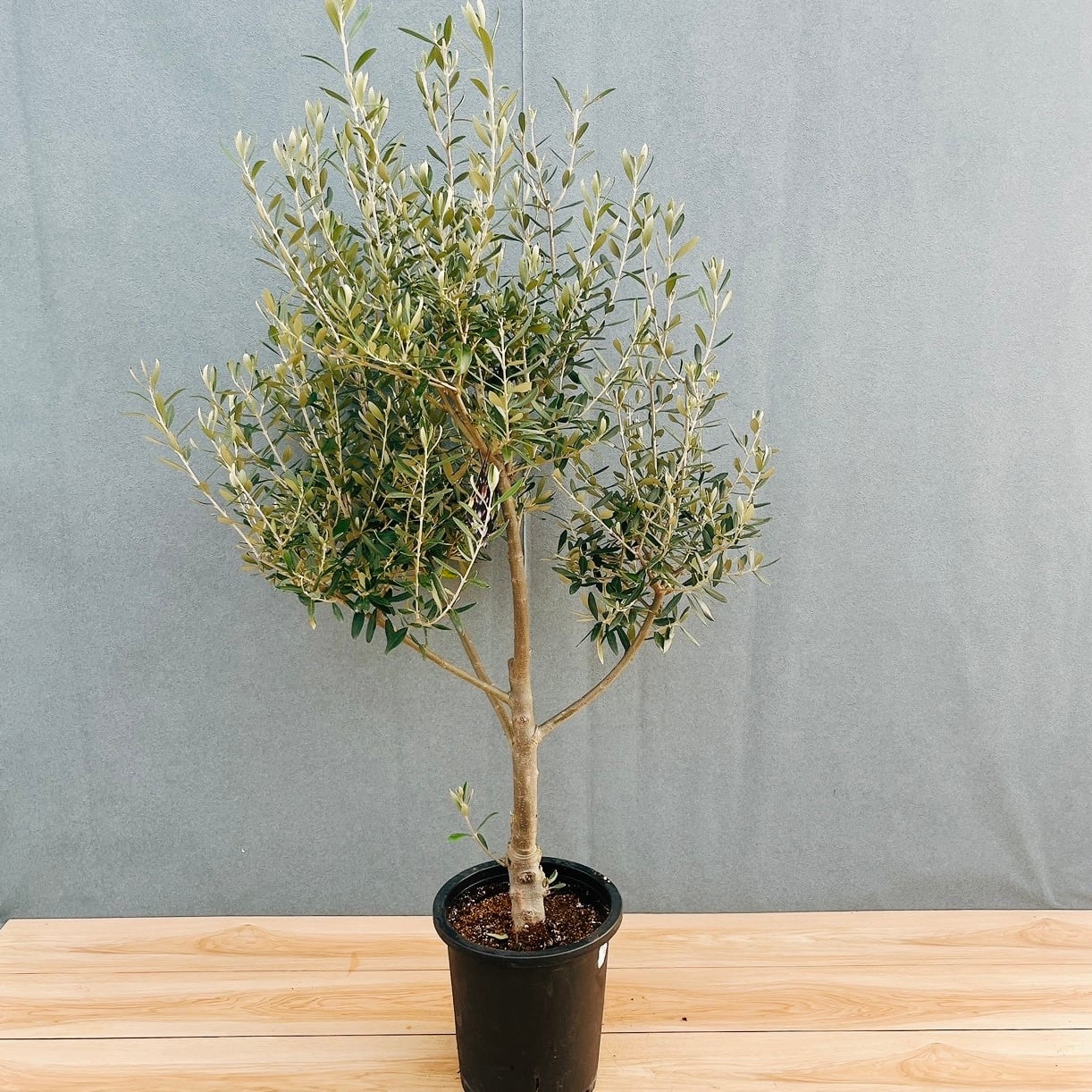 現品］【希少】ユッカ アロイフォリア 8号 観葉植物 室内 レア 千寿蘭