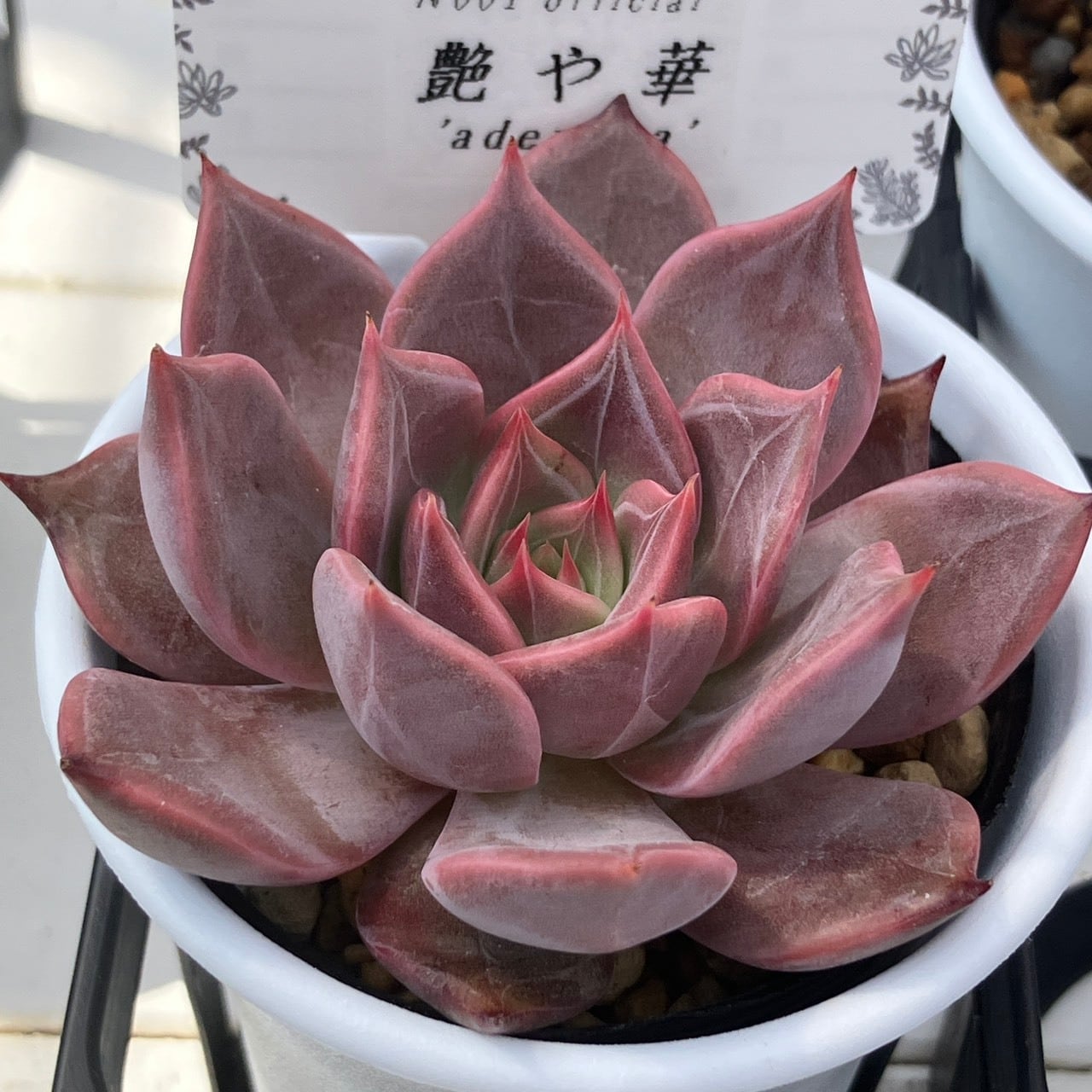 福箱2026夏A】エケベリア 限定セット | 多肉植物研究所