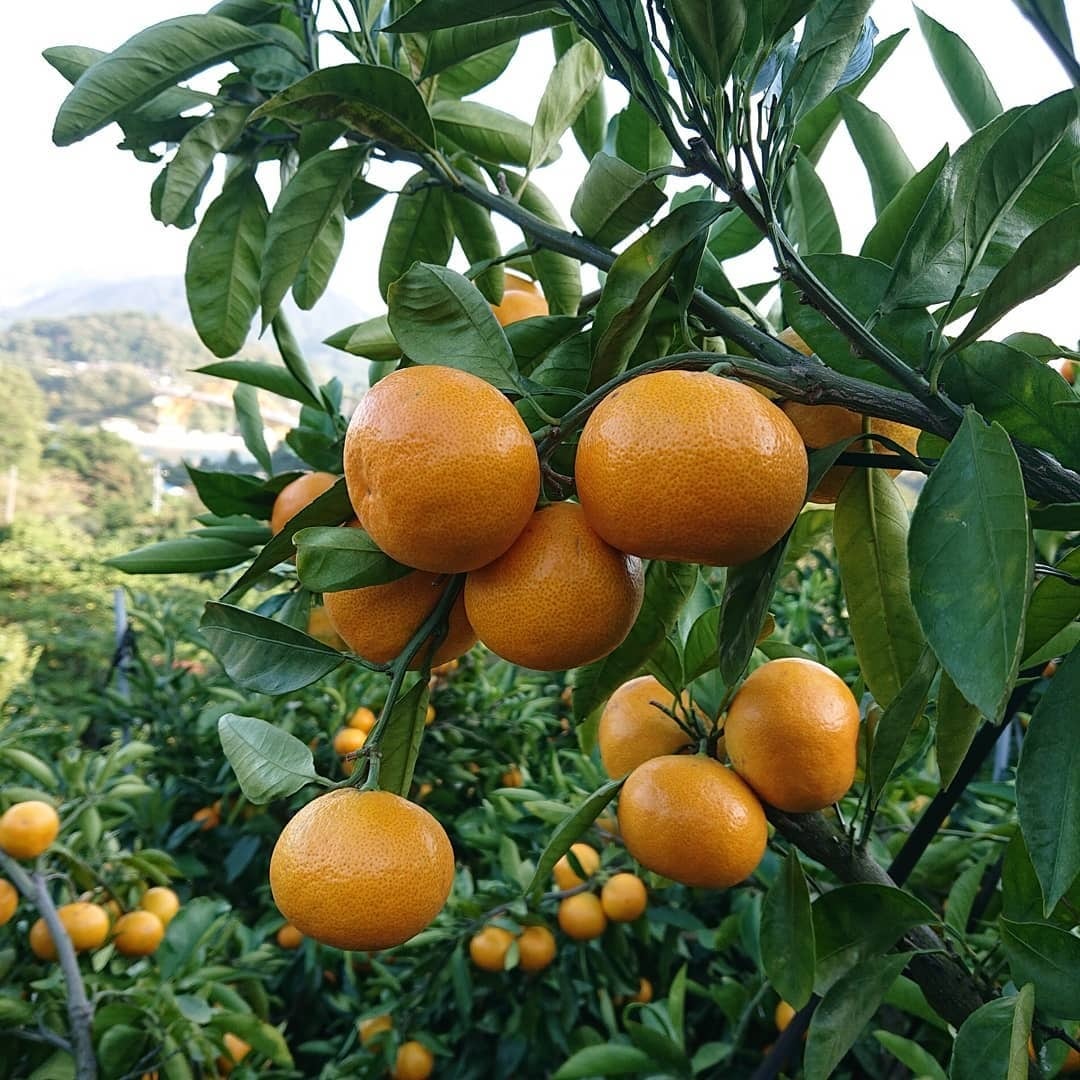 エリア：広島県 高根島産みかんジュース （清見オレンジ）2本 長畠