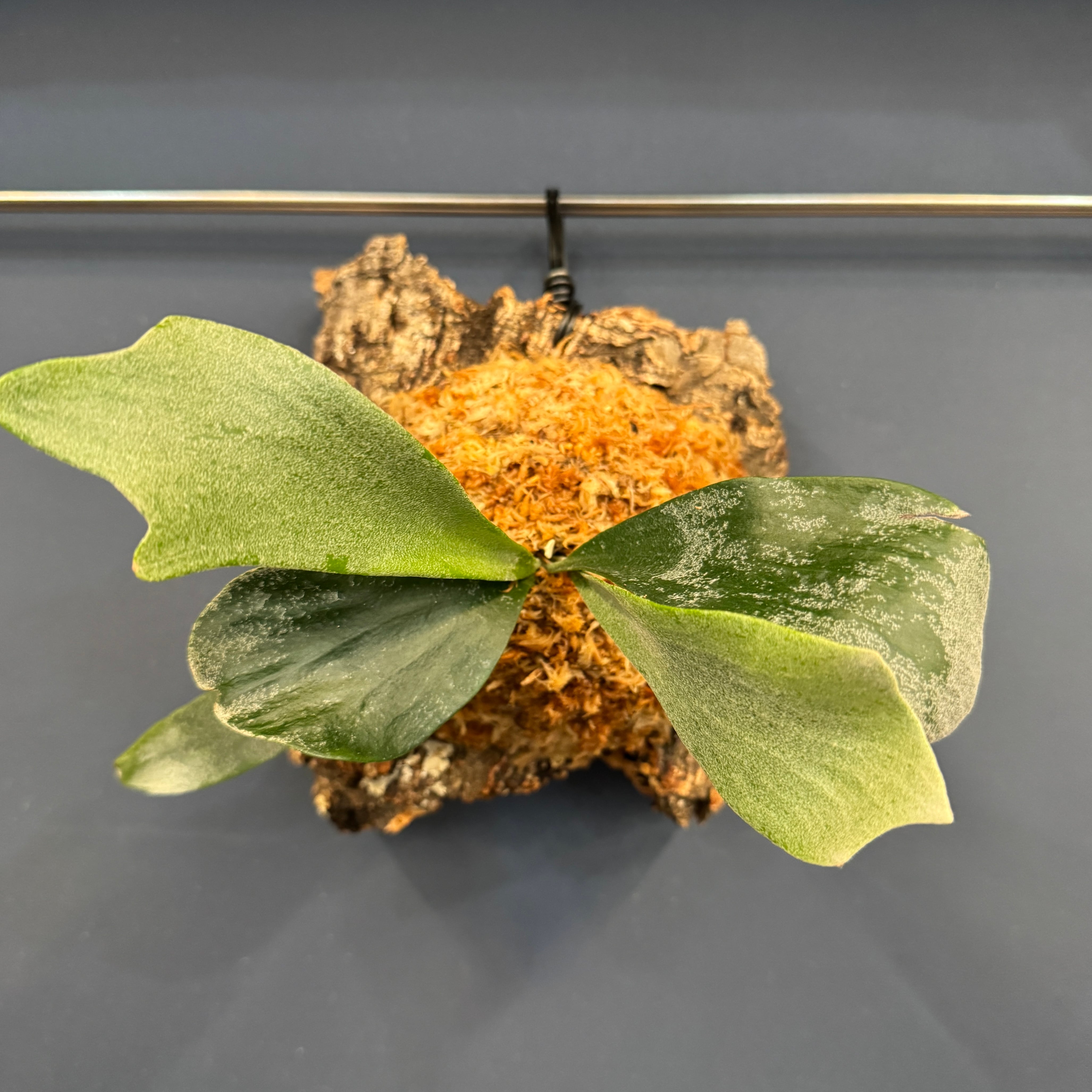 着生仕立て | PROTOLEAF プロトリーフ