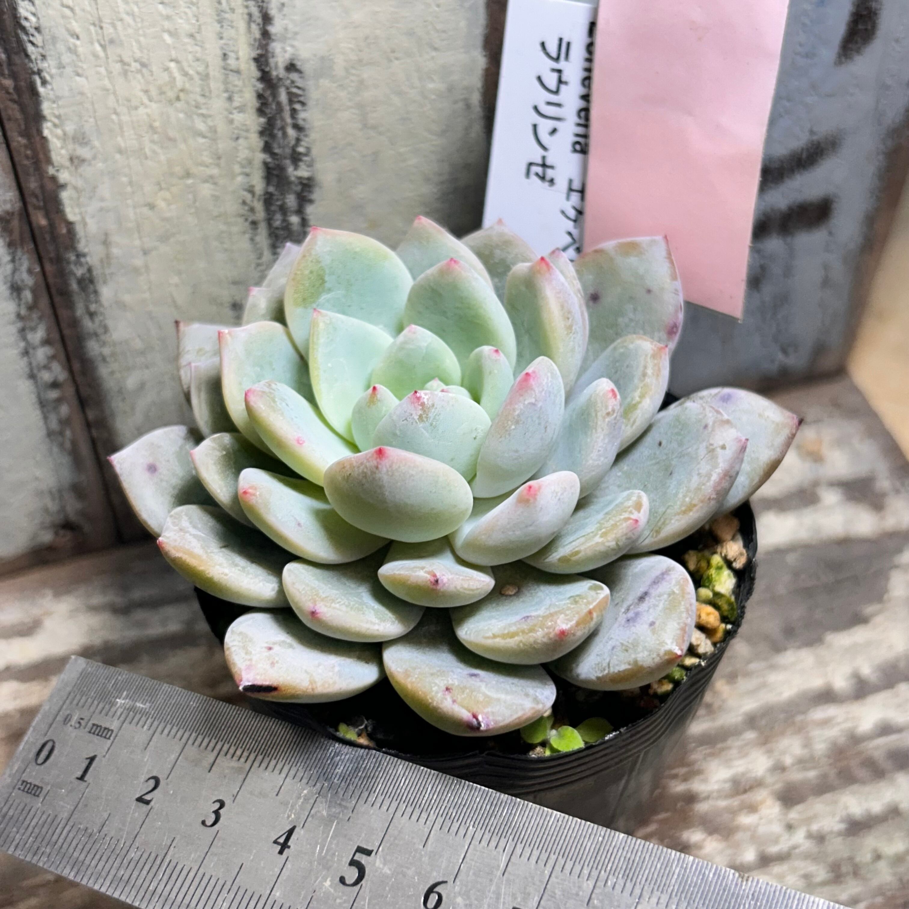 ラウリンゼ | RuPo 多肉植物専門店