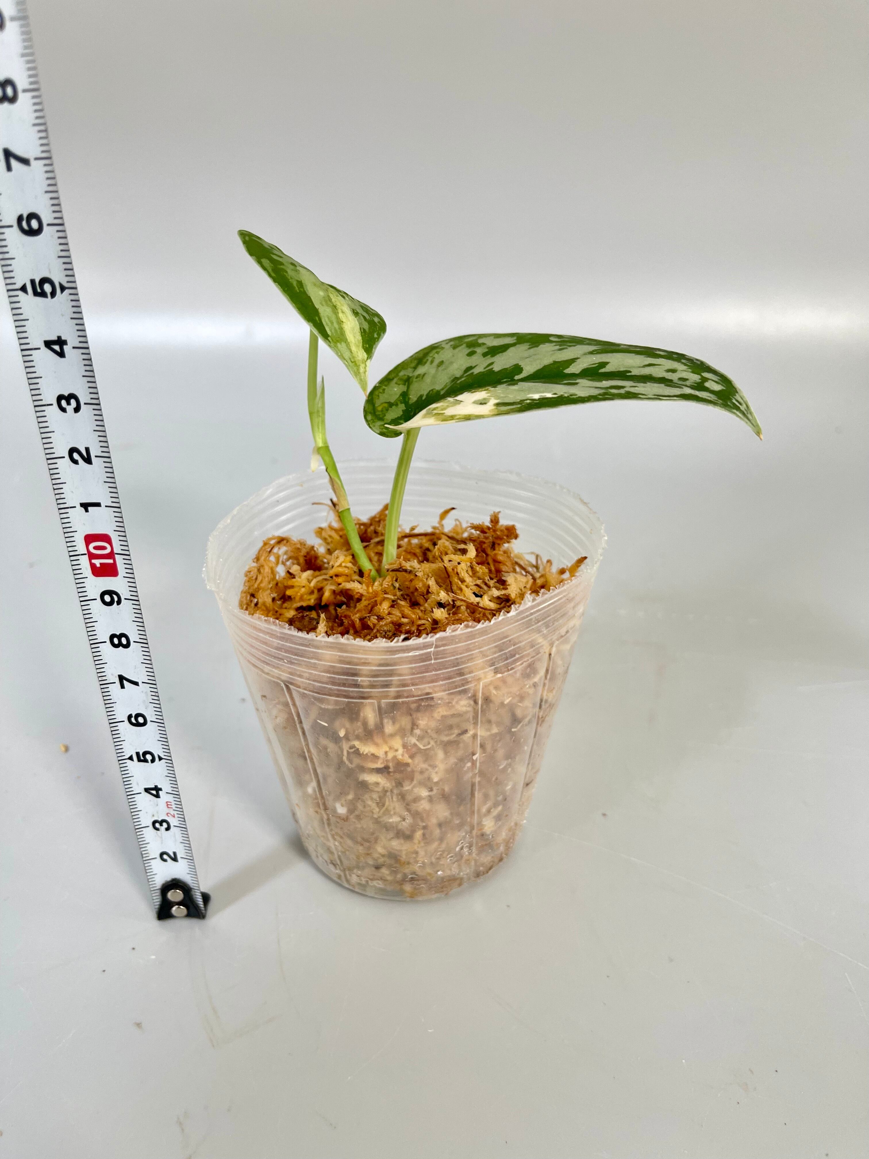 スキンダプサス マヤリ SCINDAPSUS MAYARI Scindapsus Mayari Variegated – Plant Majesty