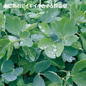 しょうどしま長命粒塩<LINKFAMILY>