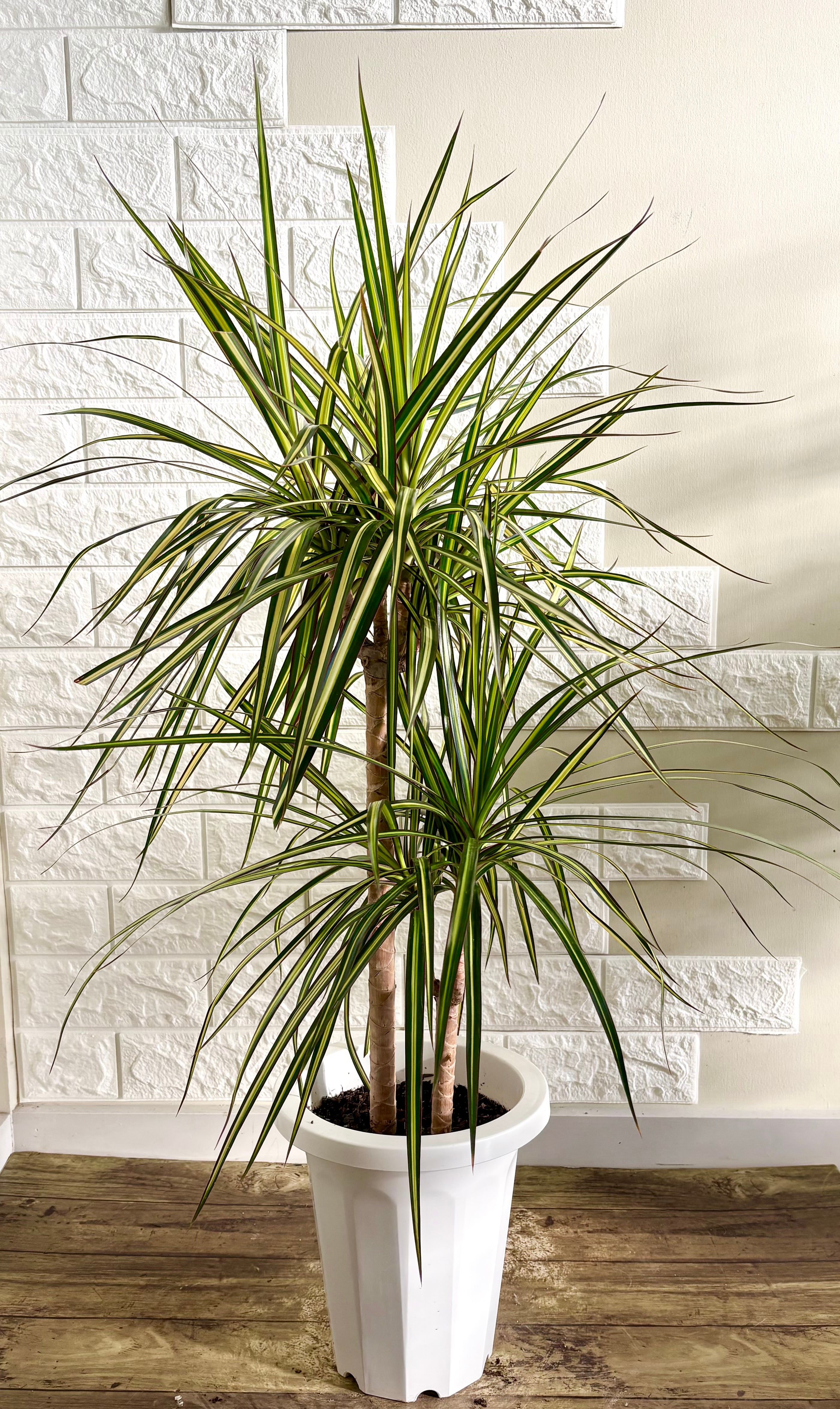 カシワバゴム⭐️2本立ち⭐️大型⭐️観葉植物 | 観葉植物のお店
