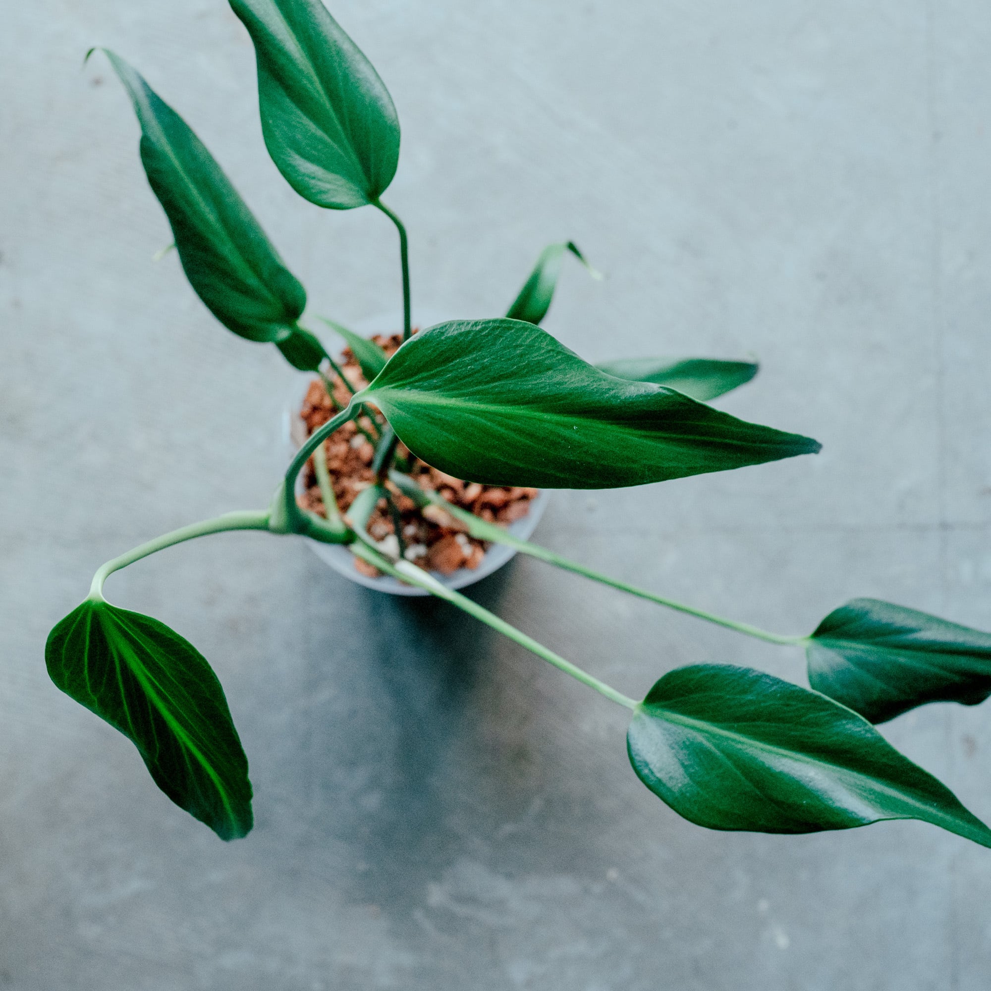 ミシェル　Michelle×レッドクリスタリナム アンスリウム・レッドクリスタリナム ミシェル×ミシェル