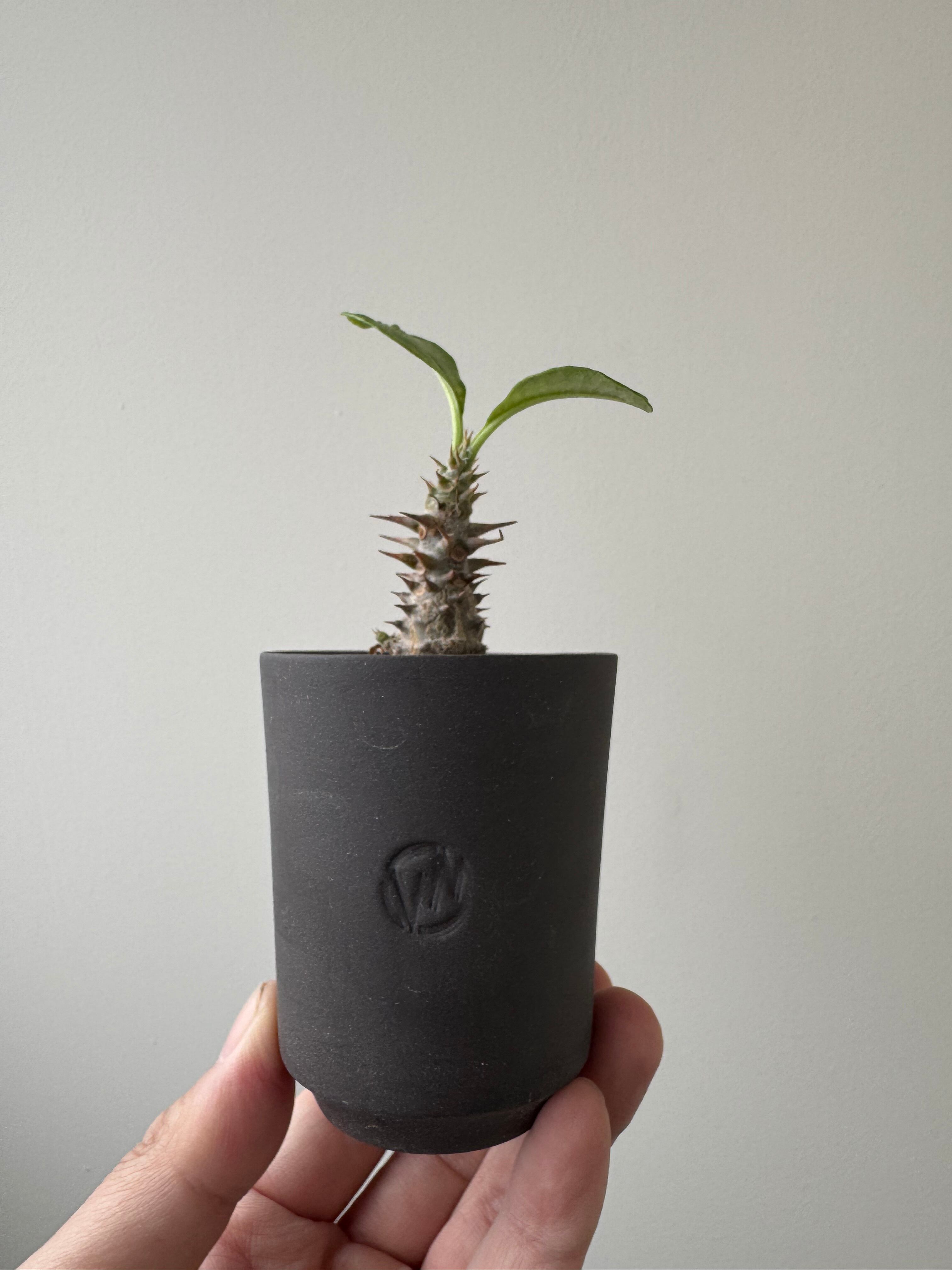 【ありがとう価格】Pachypodium baronii var. windsorii × VALIEM GHOST【赤花咲かすレア塊根】パキポディウム ウィンゾリー