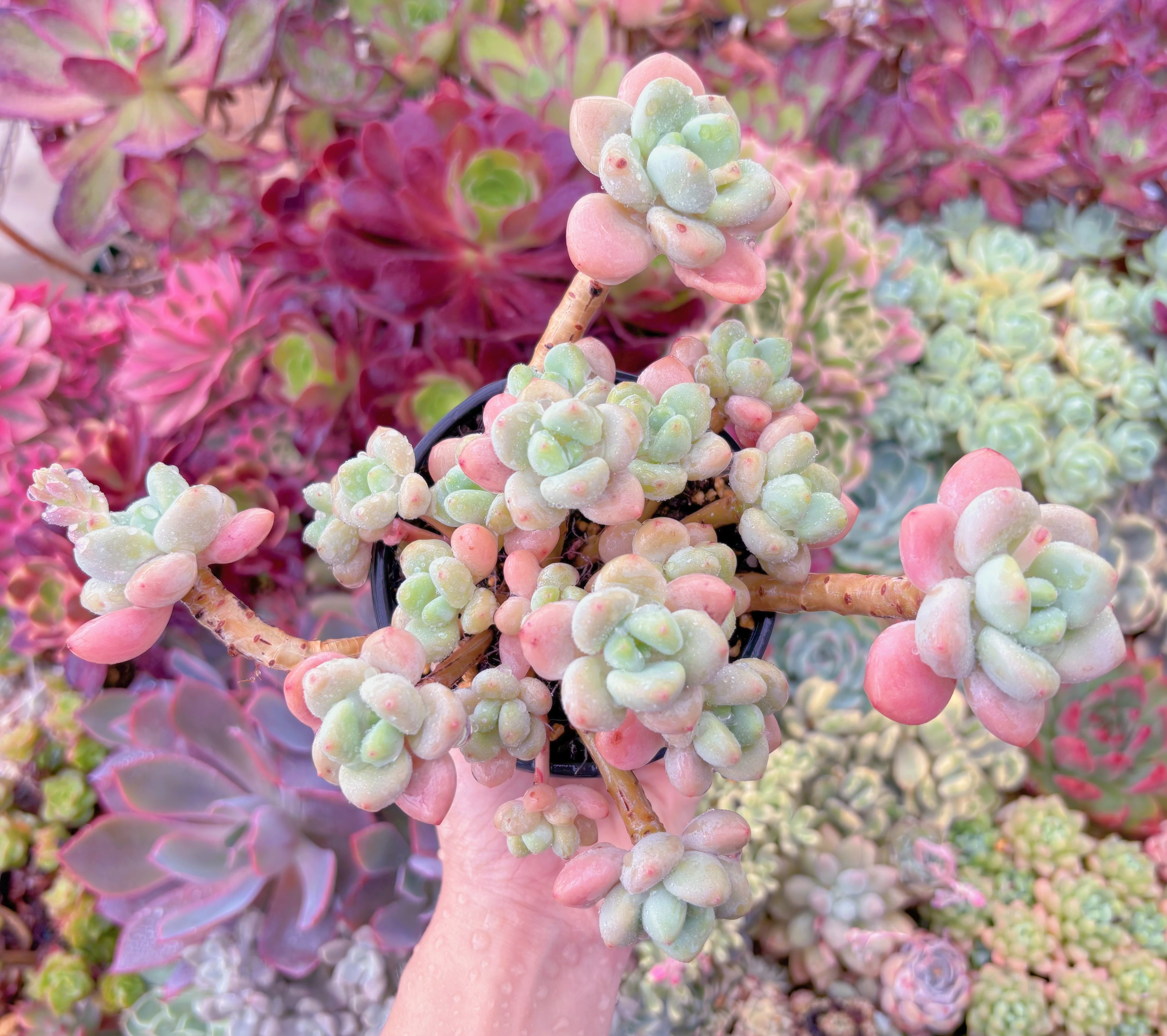 現品　マカロン#058　特大群生　新入荷