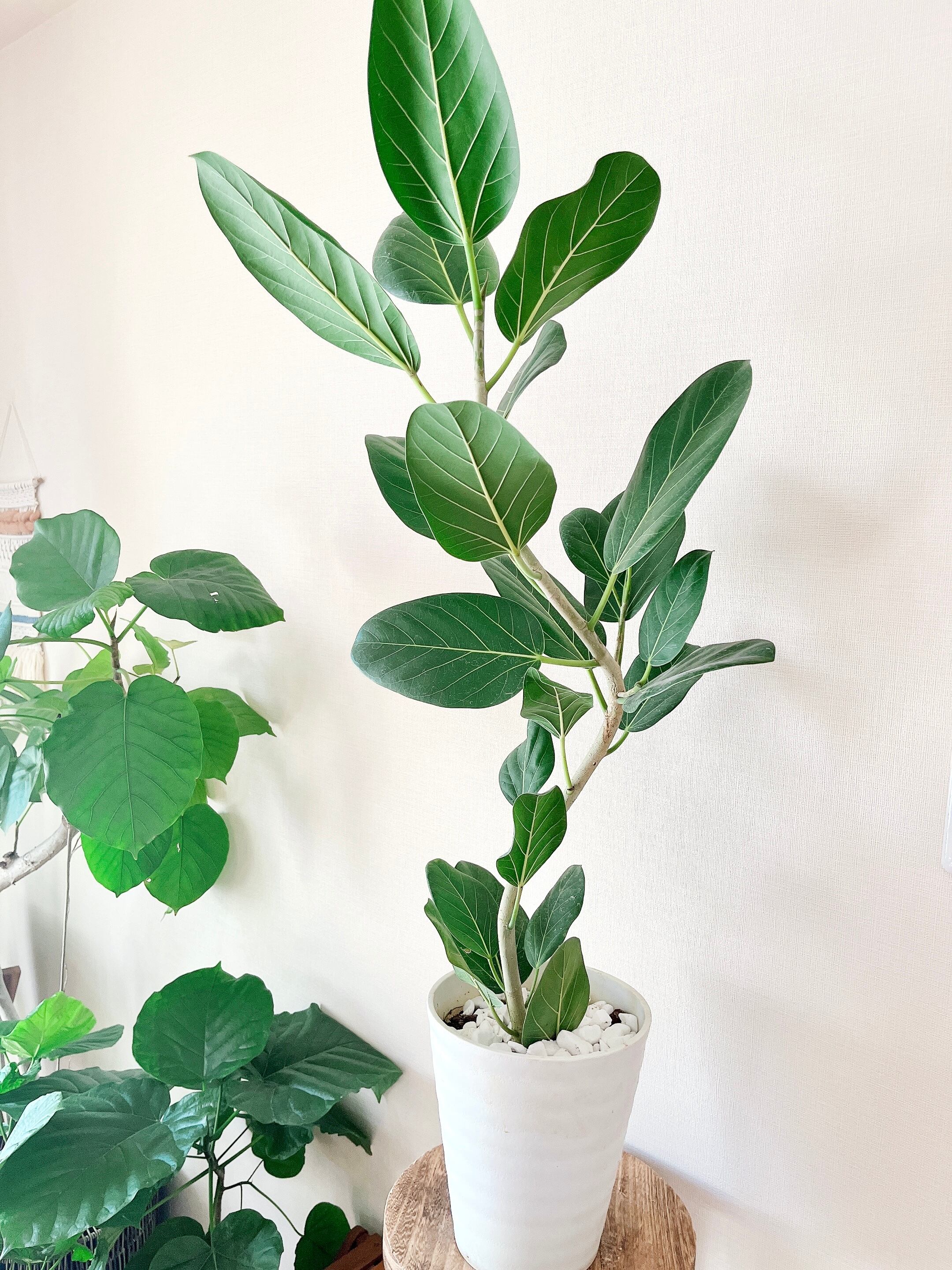 一点もの 観葉植物 フィカスベンガレンシス 7号曲がり Calmcafe