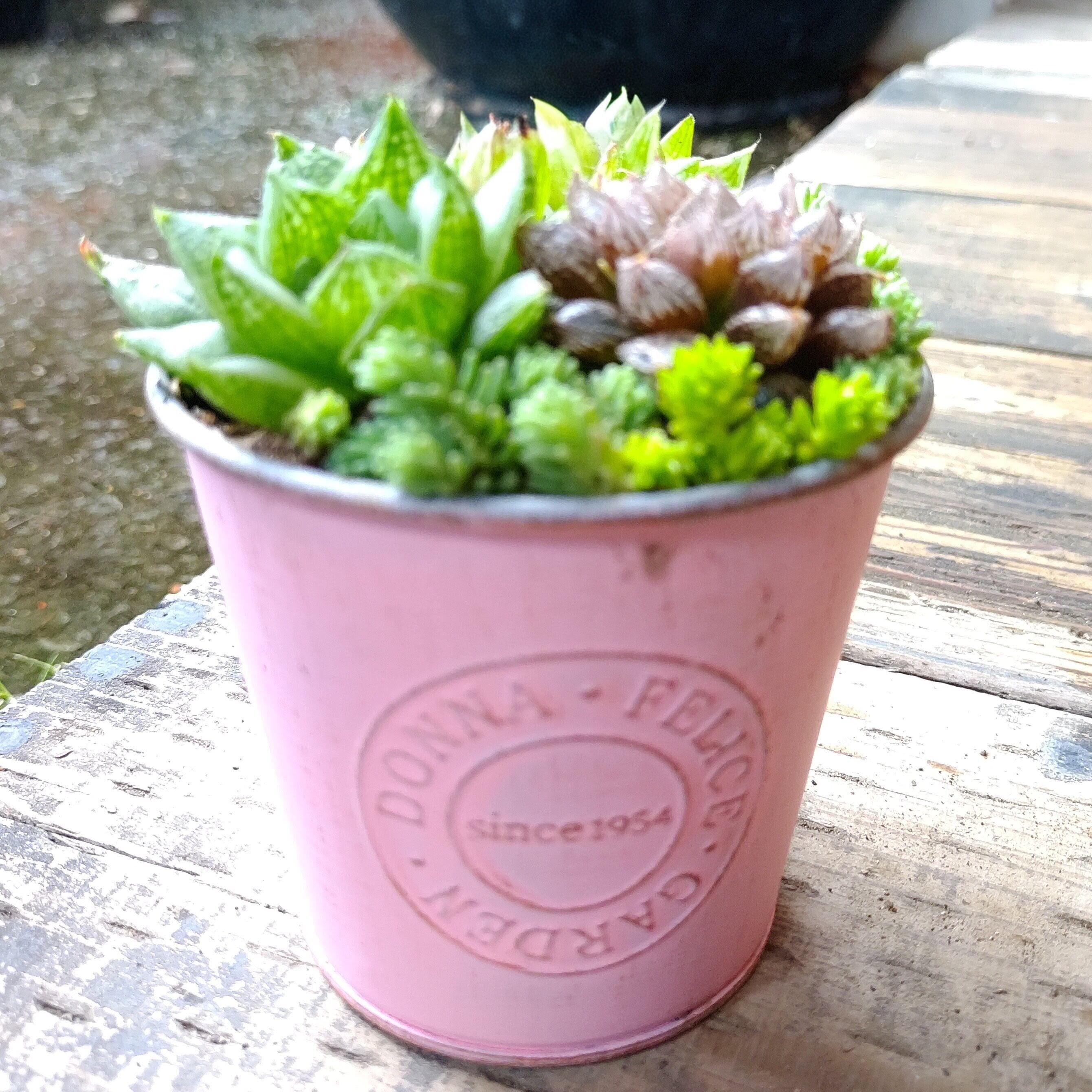 ハオルチア寄せ植え（B） | RuPo 多肉植物専門店