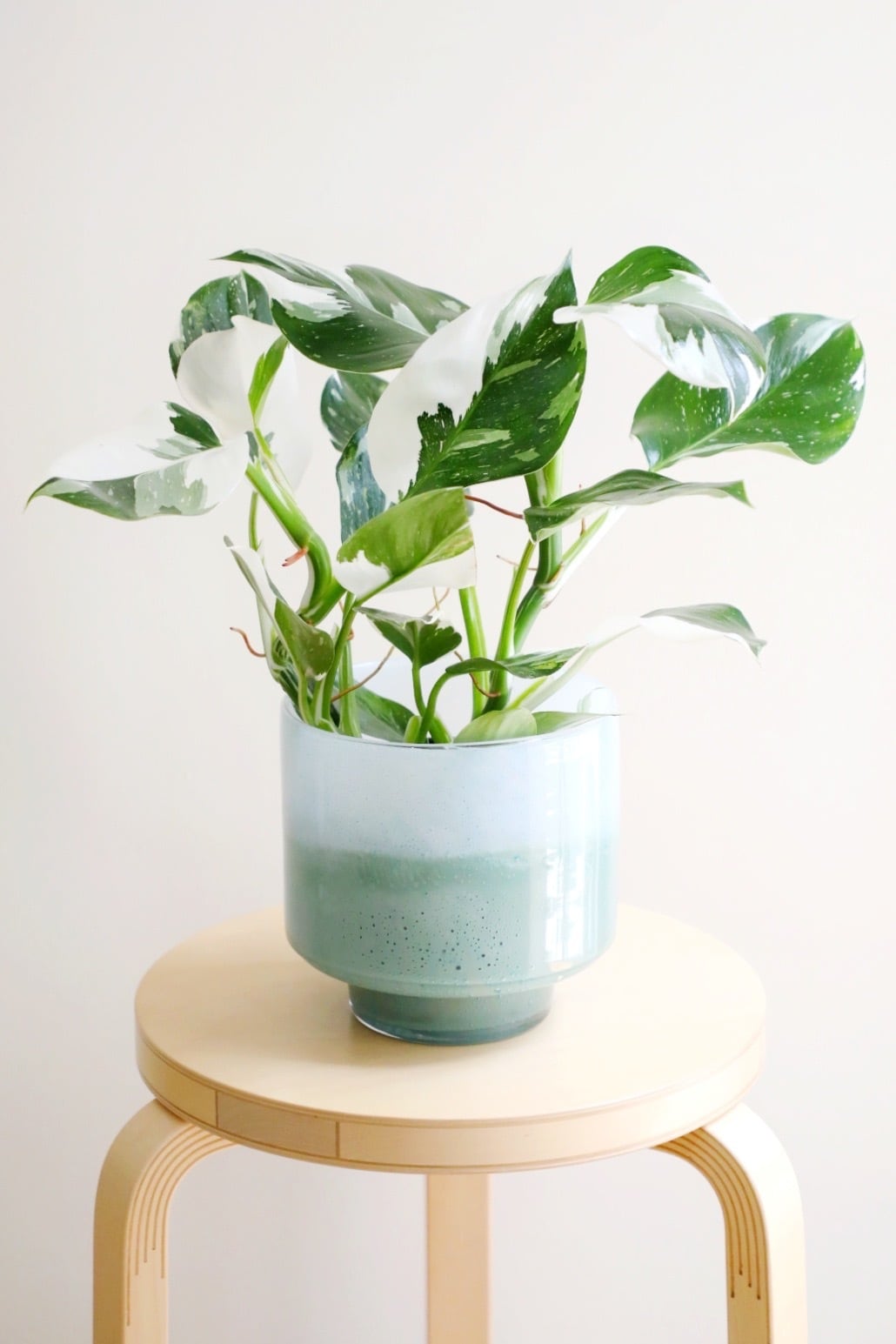 S】フィロデンドロン ホワイトウィザード/Philodendron | 【厳選植物