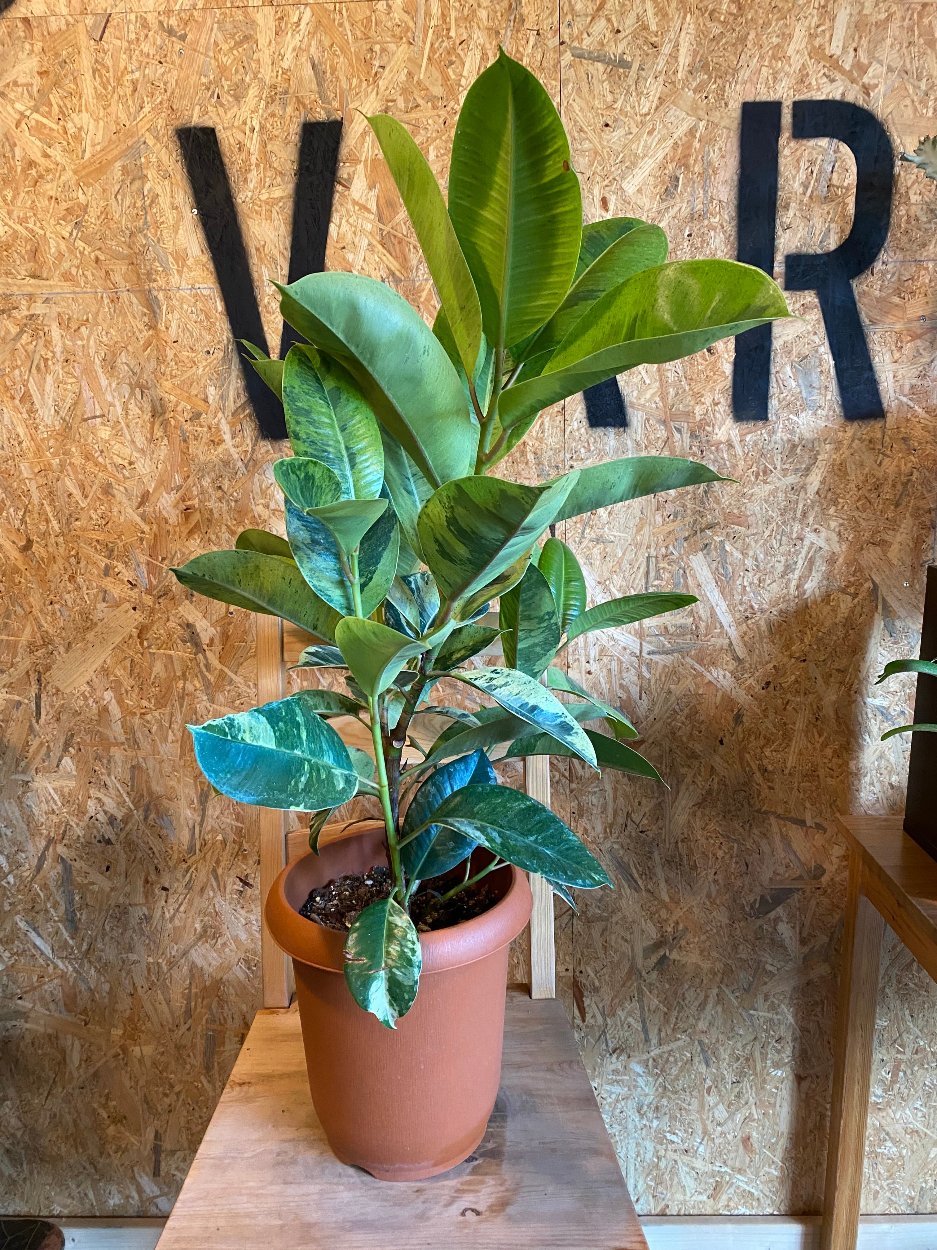 フィカス ジン H90cm W60cm 口径21cm | Garden Varejo