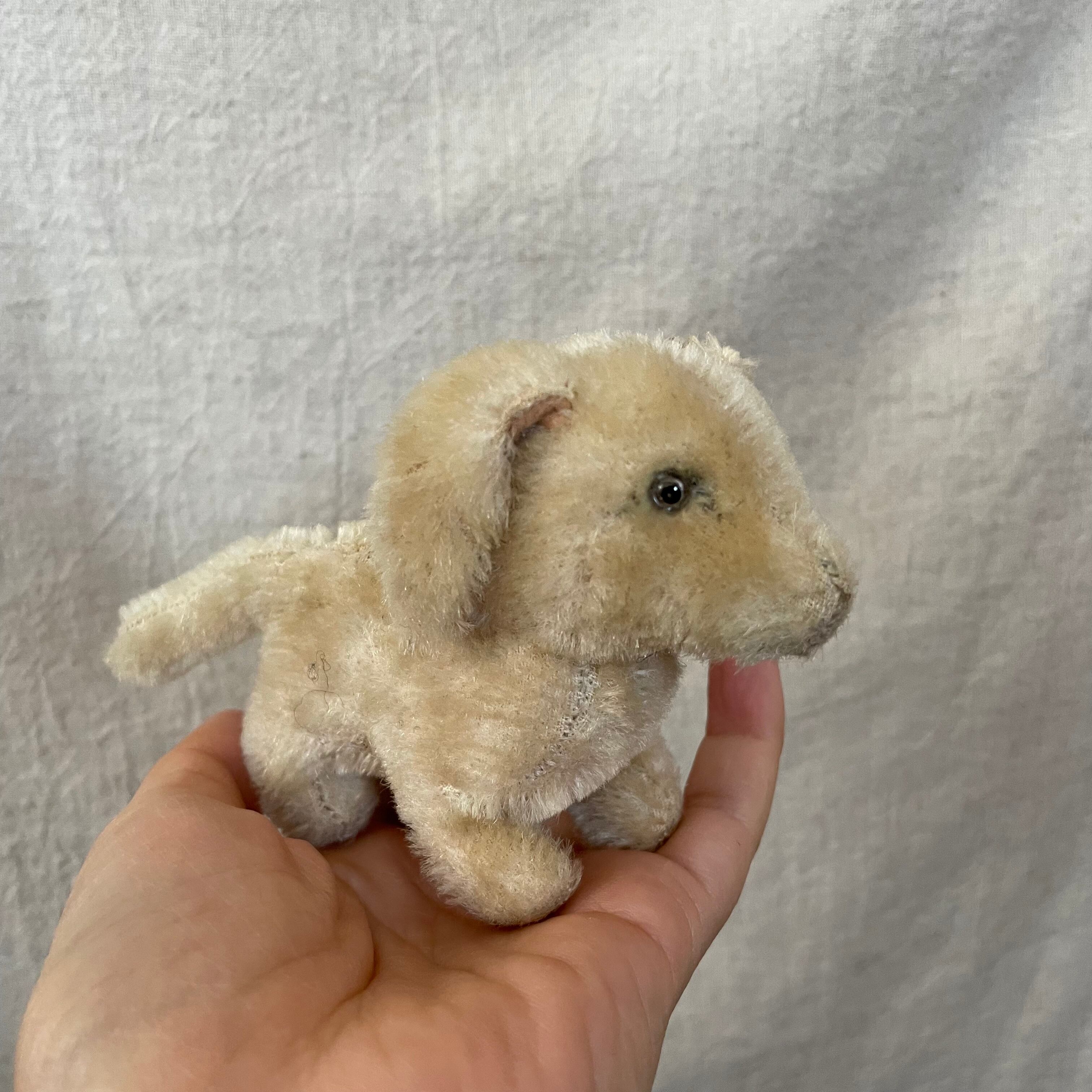 耳を怪我した犬