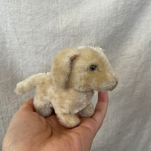 耳を怪我した犬