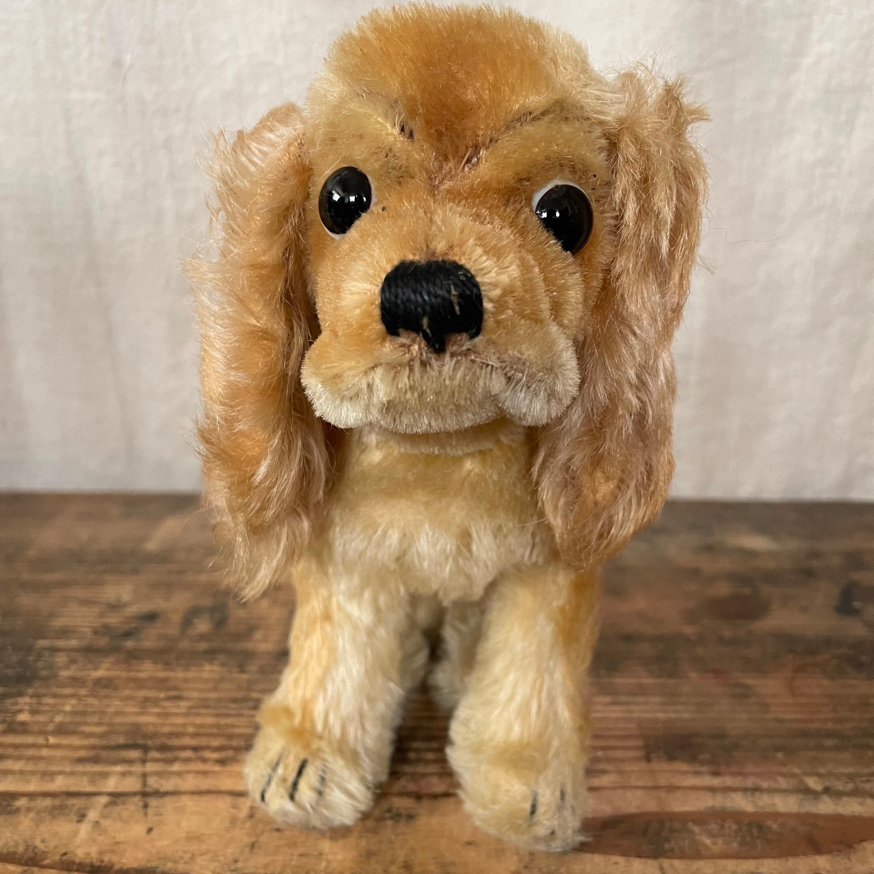 見つめるスパニエル