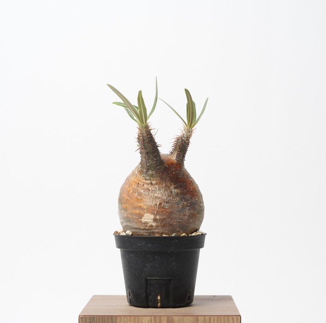 パキポディウム グラキリス no.17〈発根済み〉