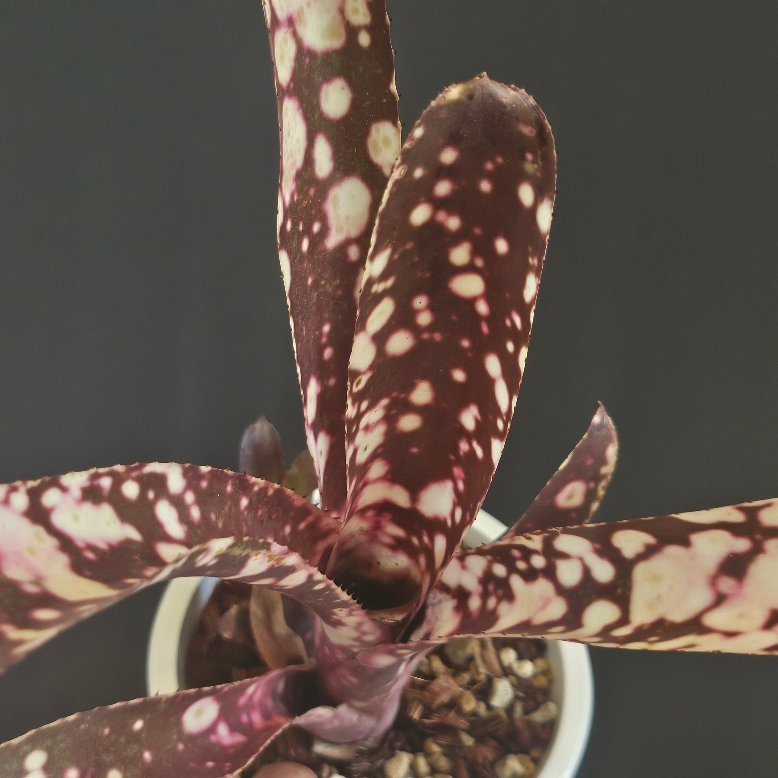 Billbergia 'Dippin Dots' Australia (ビルベルギア 'ディッピン