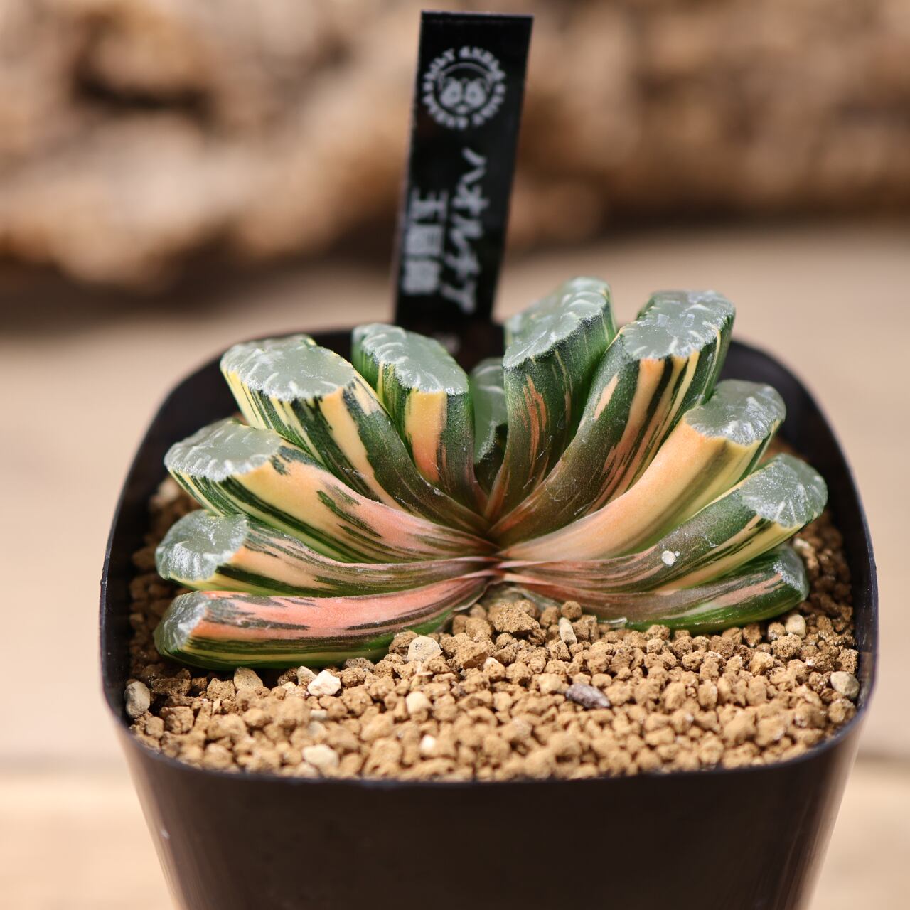 721『ハオルチア 玉扇錦』観葉植物【送料無料】 | MARX PLANTS | 観葉