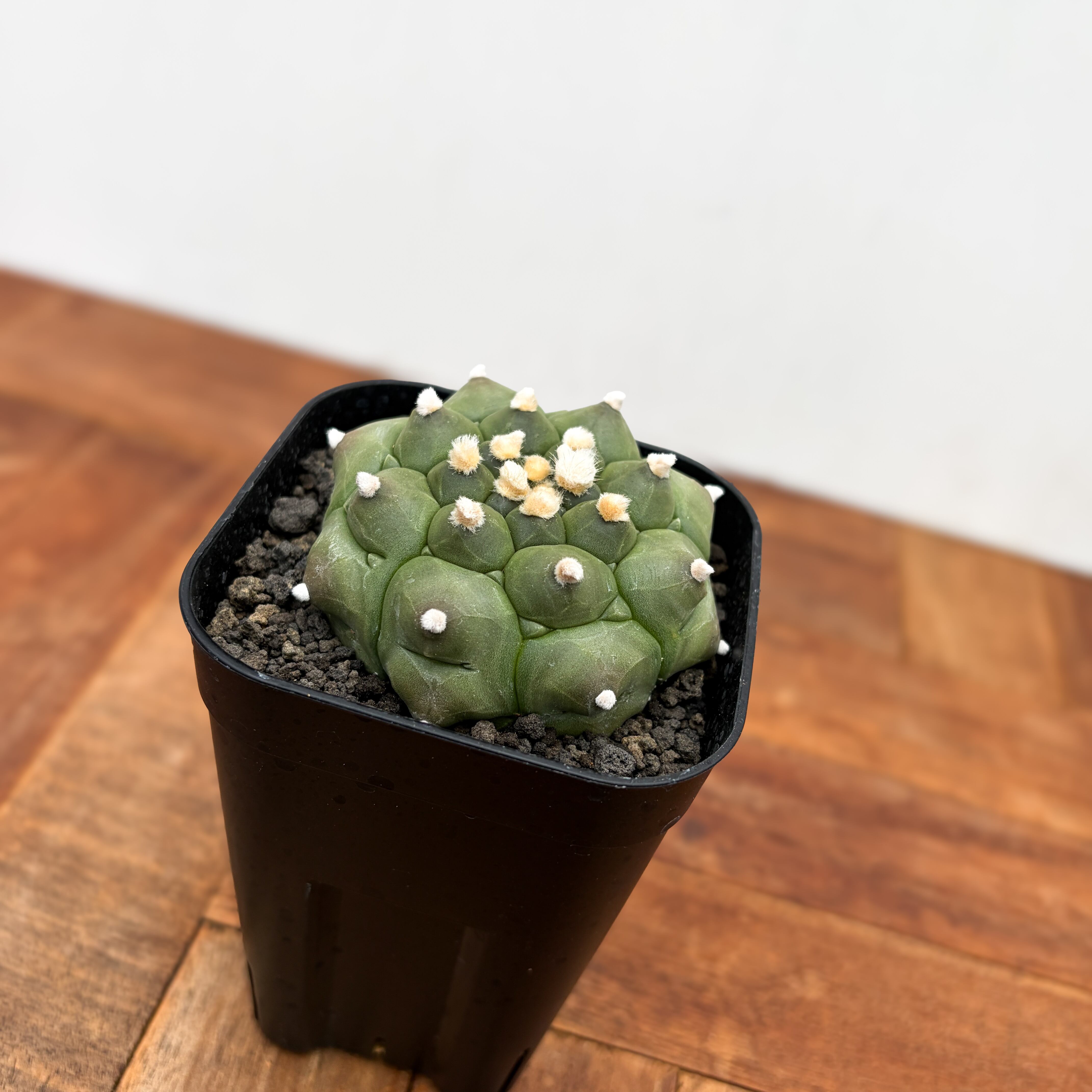 Astrophytum asterias f.nudum【アストロフィツム・亀甲瑠璃兜