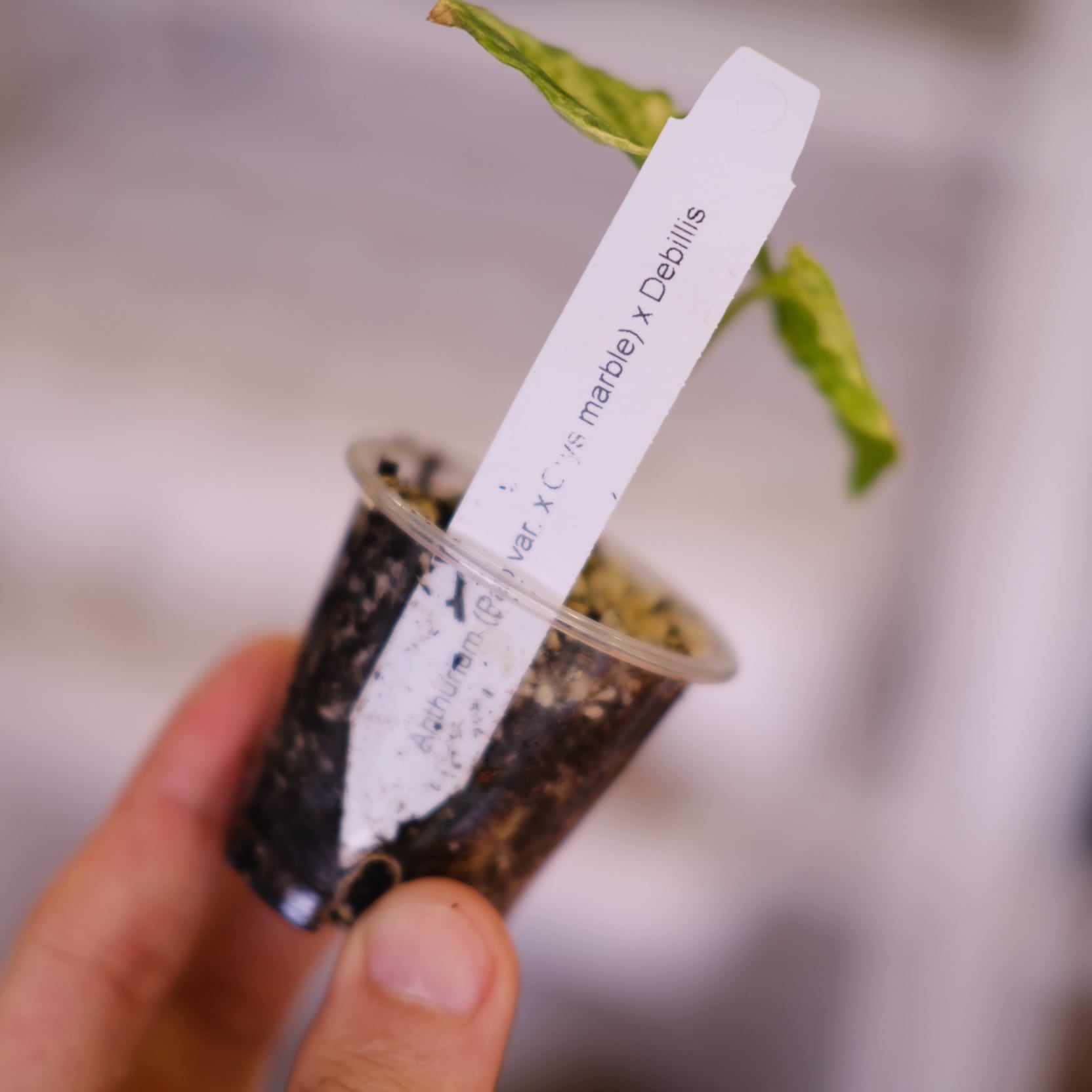 A. (papi var × Crys Marble) × Debilis Pap var x Crys marble) x Ace of spades