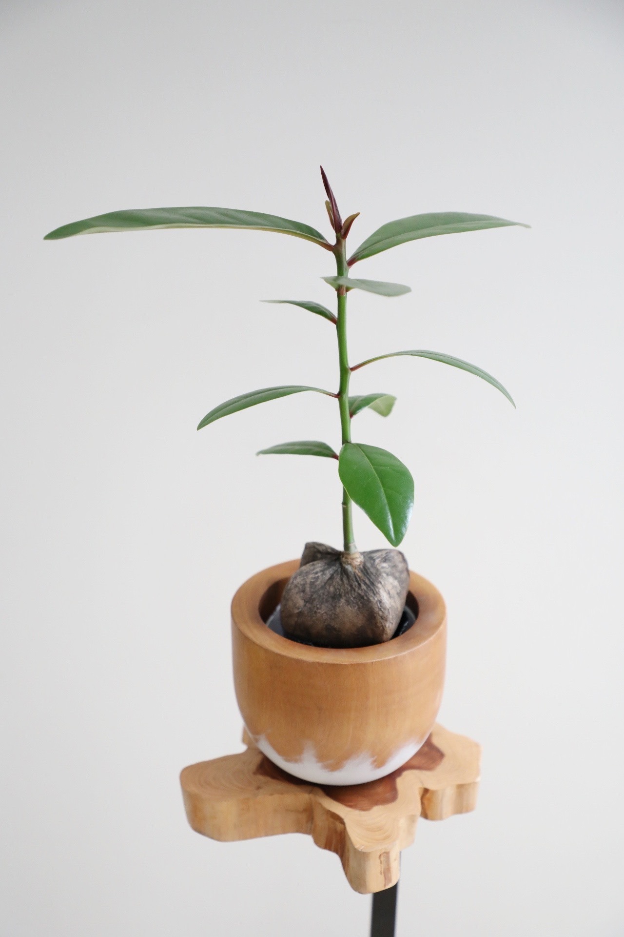 【S】バーリングトニア/Barringtonia asiatica