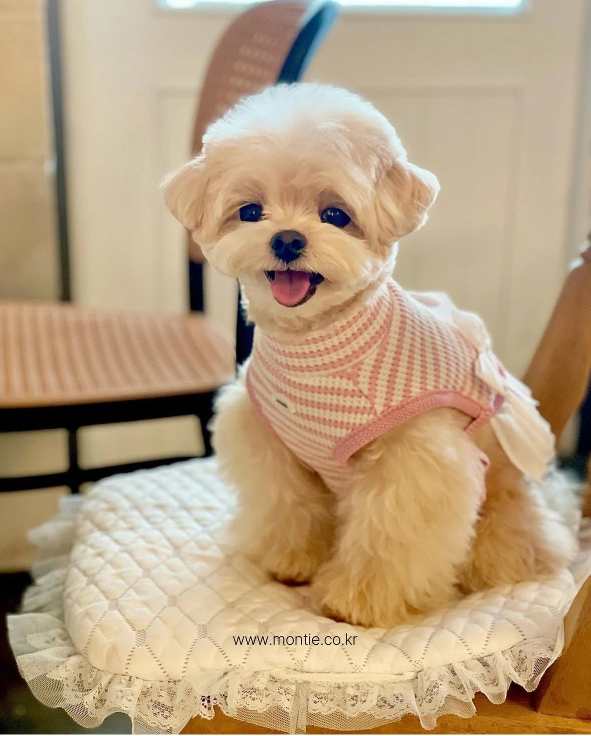 韓国犬服ブランド　mininut セットアップ　ピンク　Mサイズ 即納販売 Belle One Piece [montie] 韓国犬服 | Hirokke Atelier