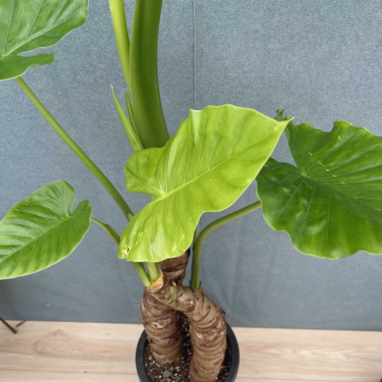 現品］【希少】H クワズイモ 8号 観葉植物 室内 大型 綺麗 おしゃれ