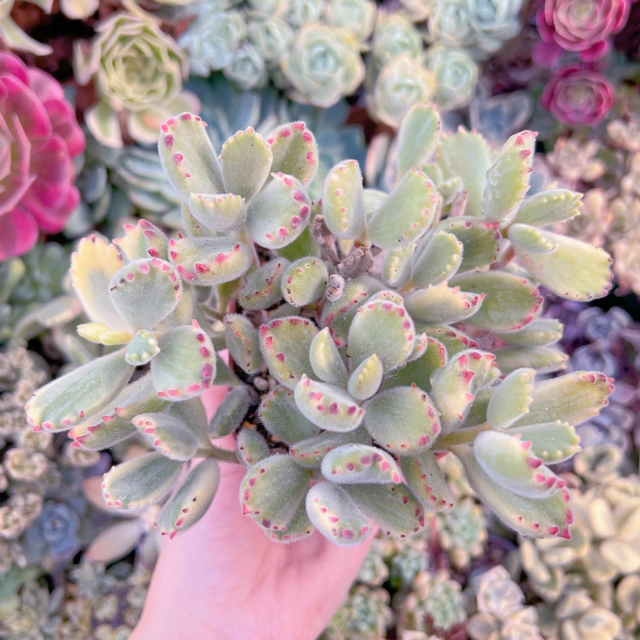 現品　白熊#594　るる農園