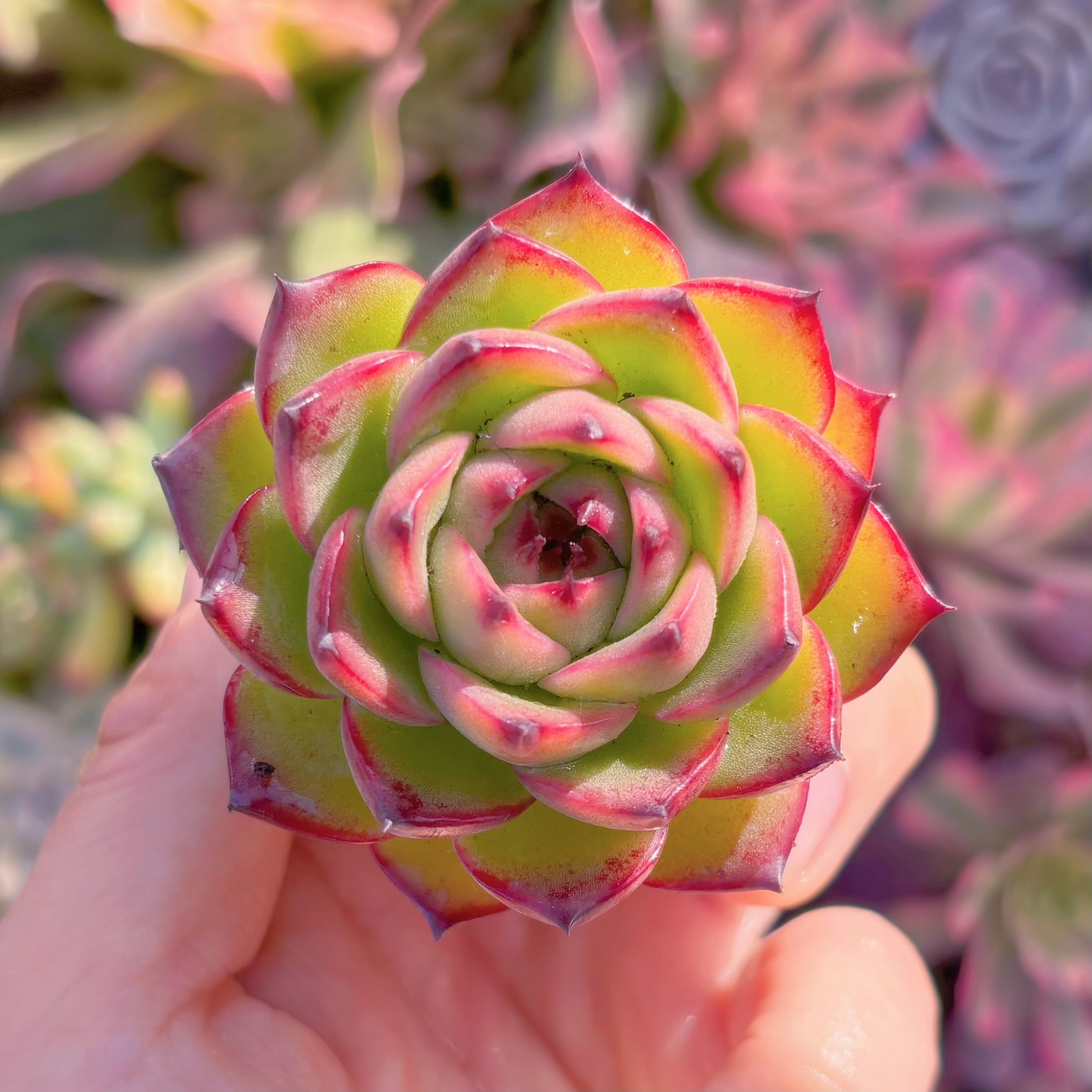 多肉植物　Moon Stone　新入荷　るる農園