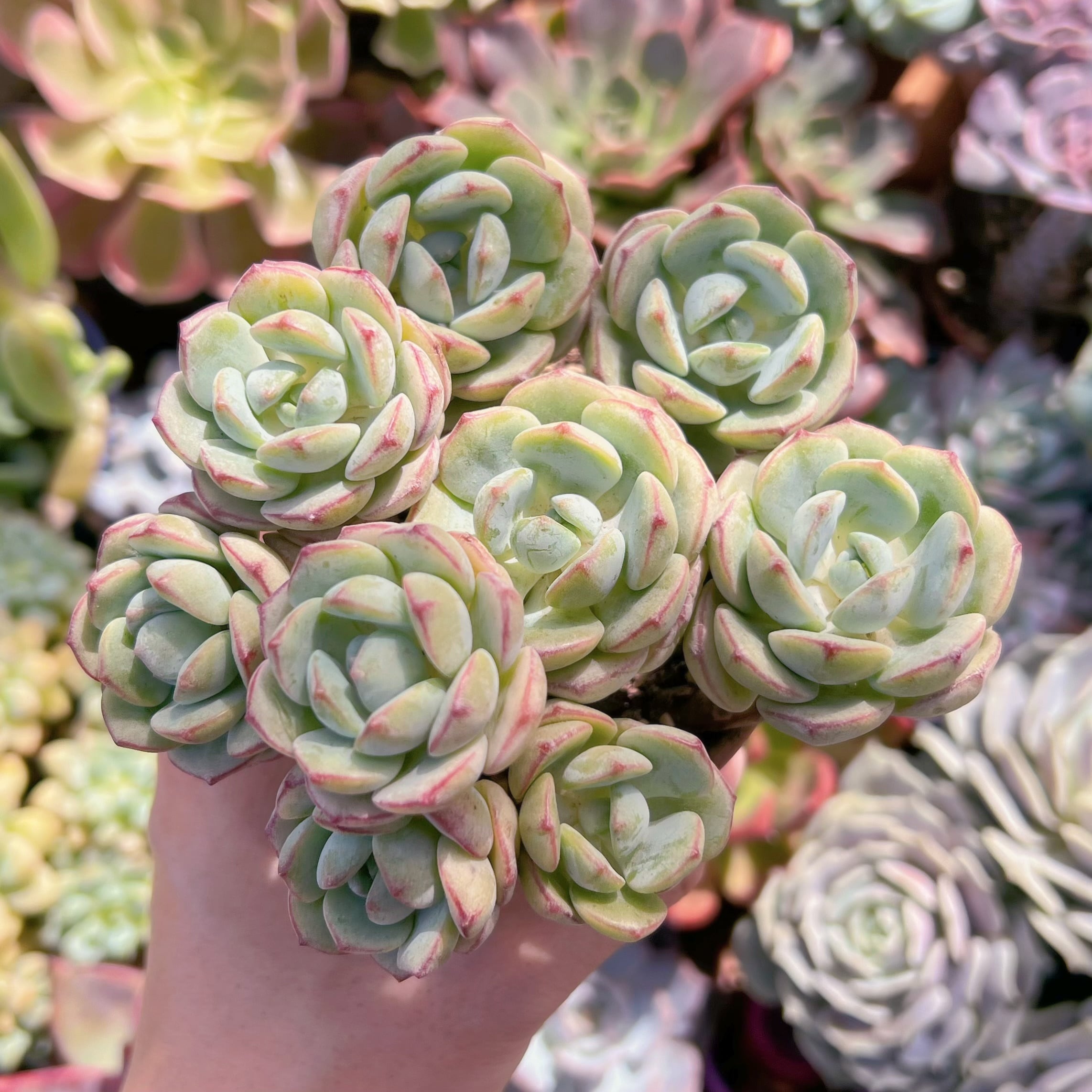 多肉植物　バニラビス　6～8頭　新入荷