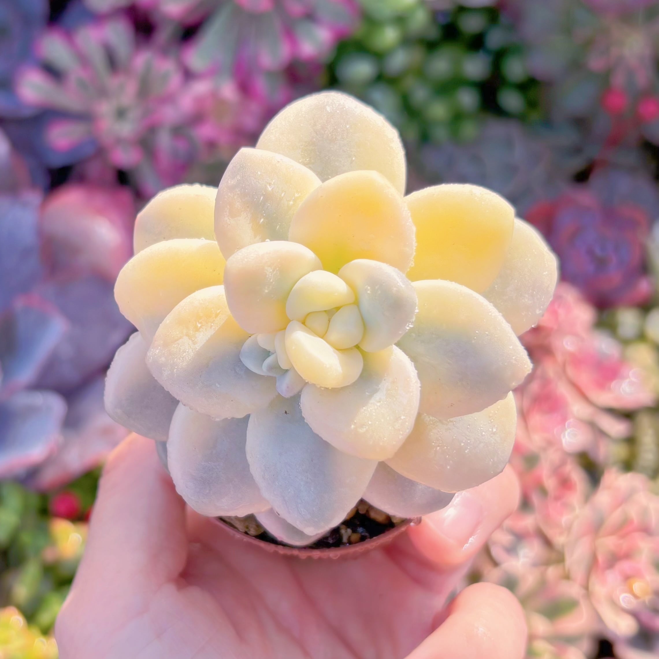 現品　マカロン錦#097　在庫僅少　るる農園