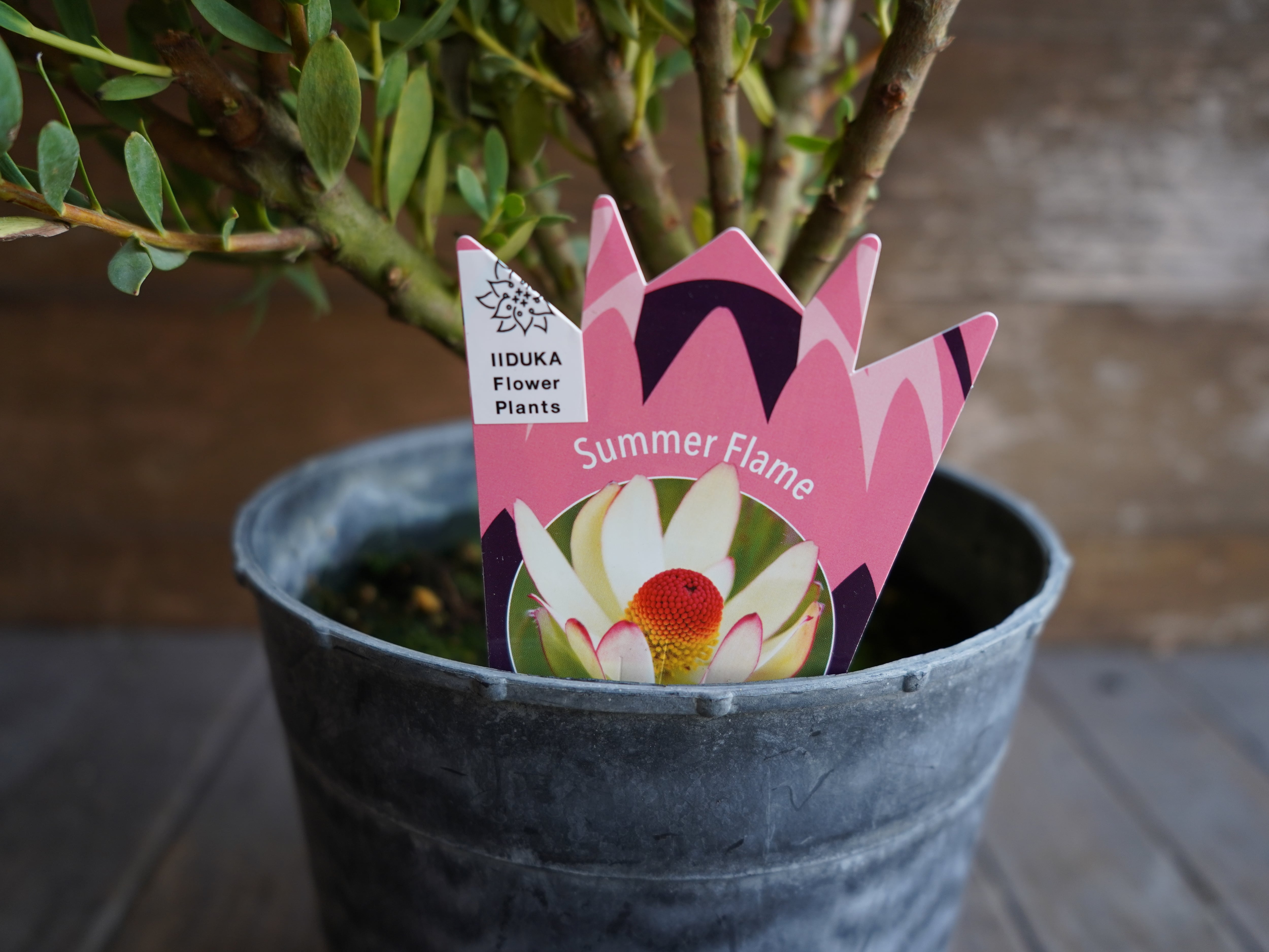 【現物】リューカデンドロン　”summer frame”　大株