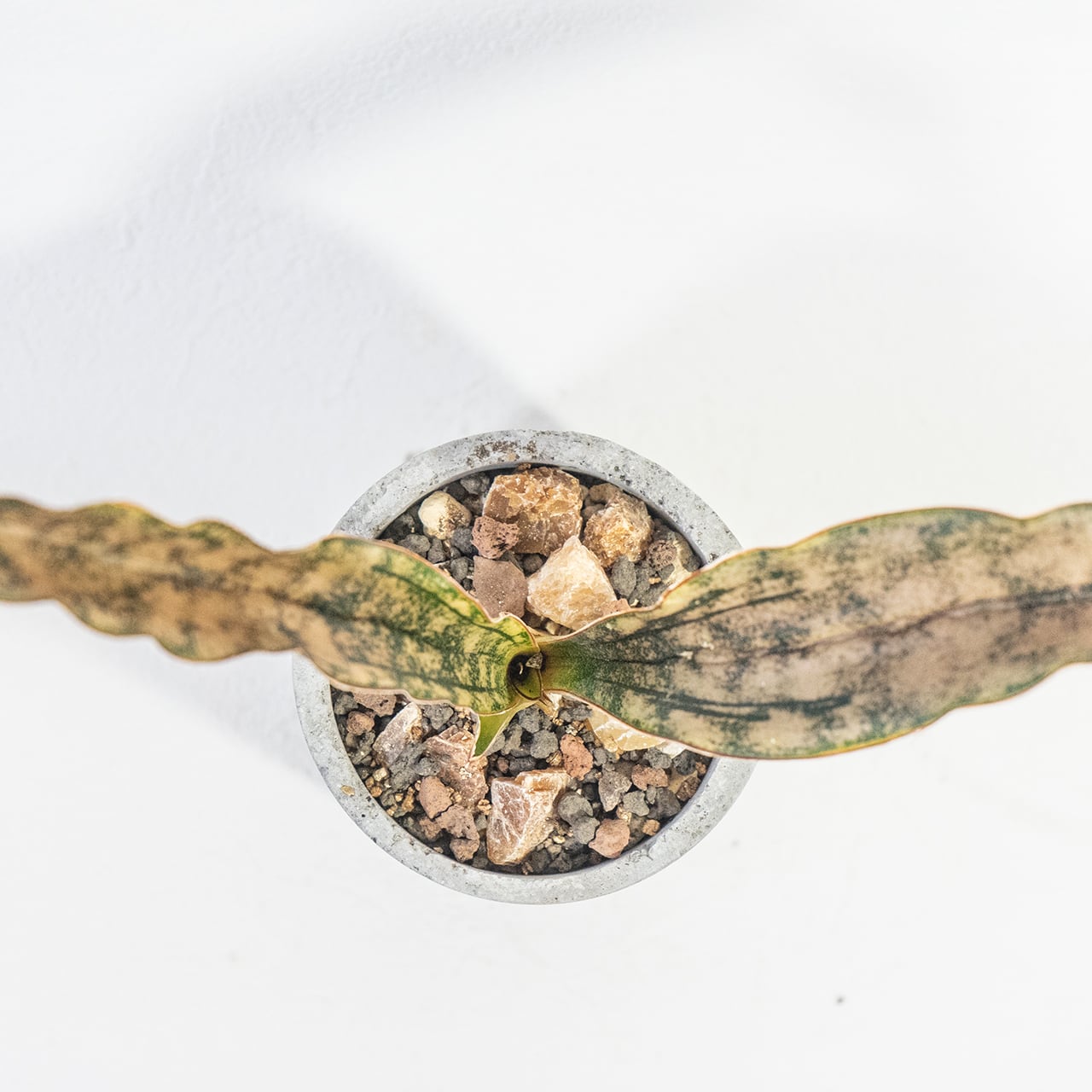 観葉植物 サンセベリア・キルキー・コパトーン 迷彩柄の銅葉が映える自作モルタル鉢仕立て