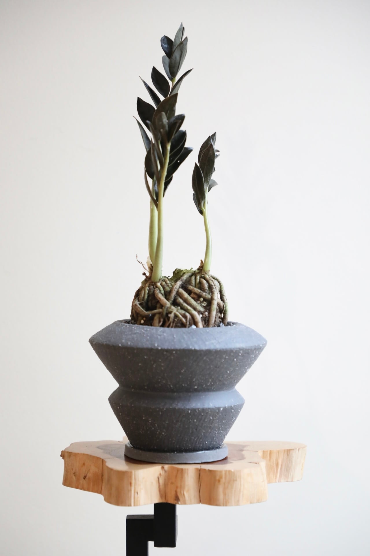 希少】【M】ザミオクルカス ダークザミクロ ※陶器鉢付き | 【厳選植物