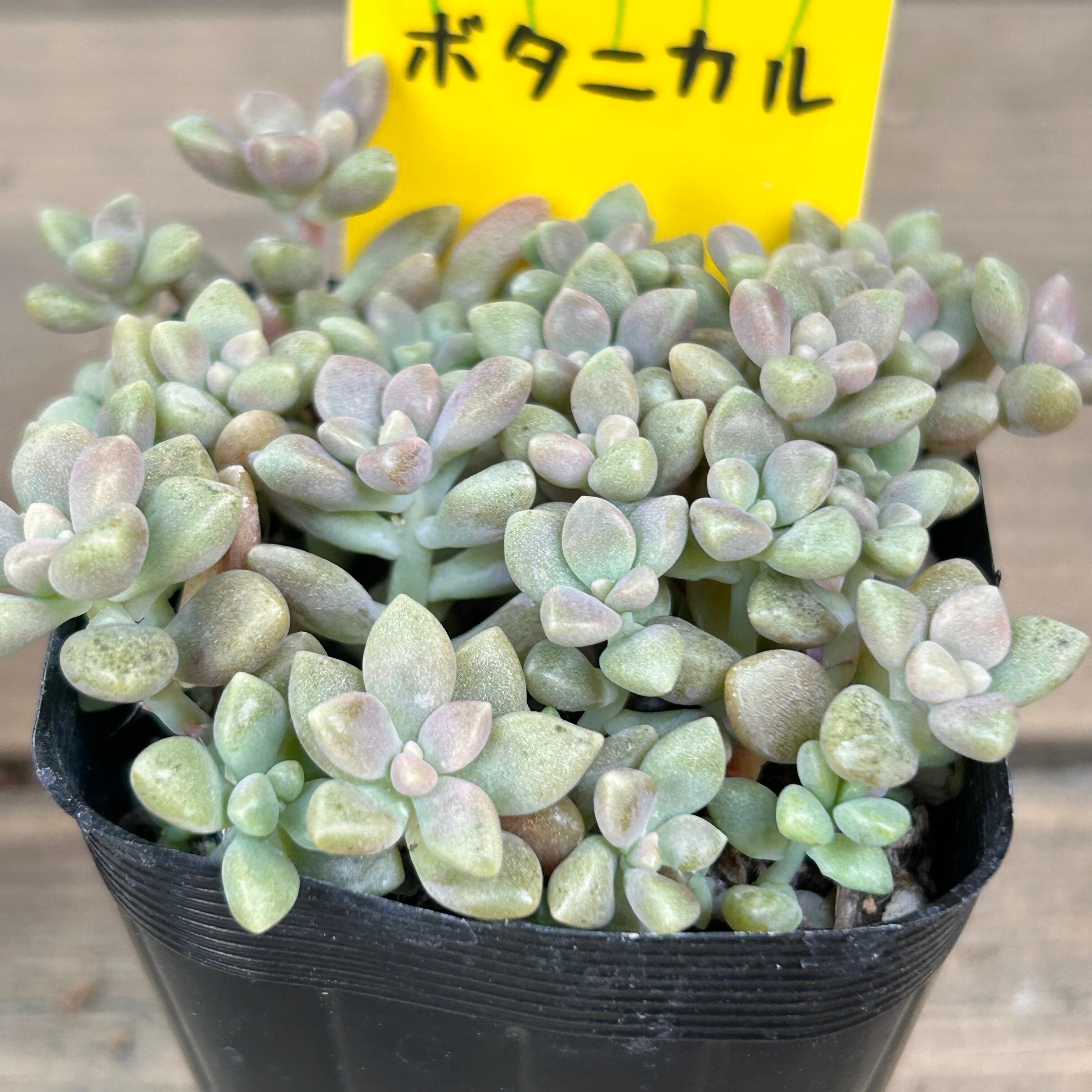 ヒメシュウレイ | RuPo 多肉植物専門店